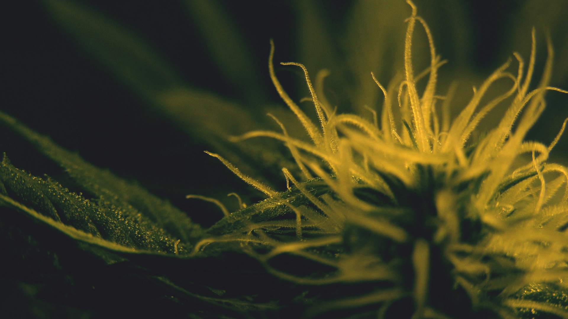 marihuana, makryi, konoplya