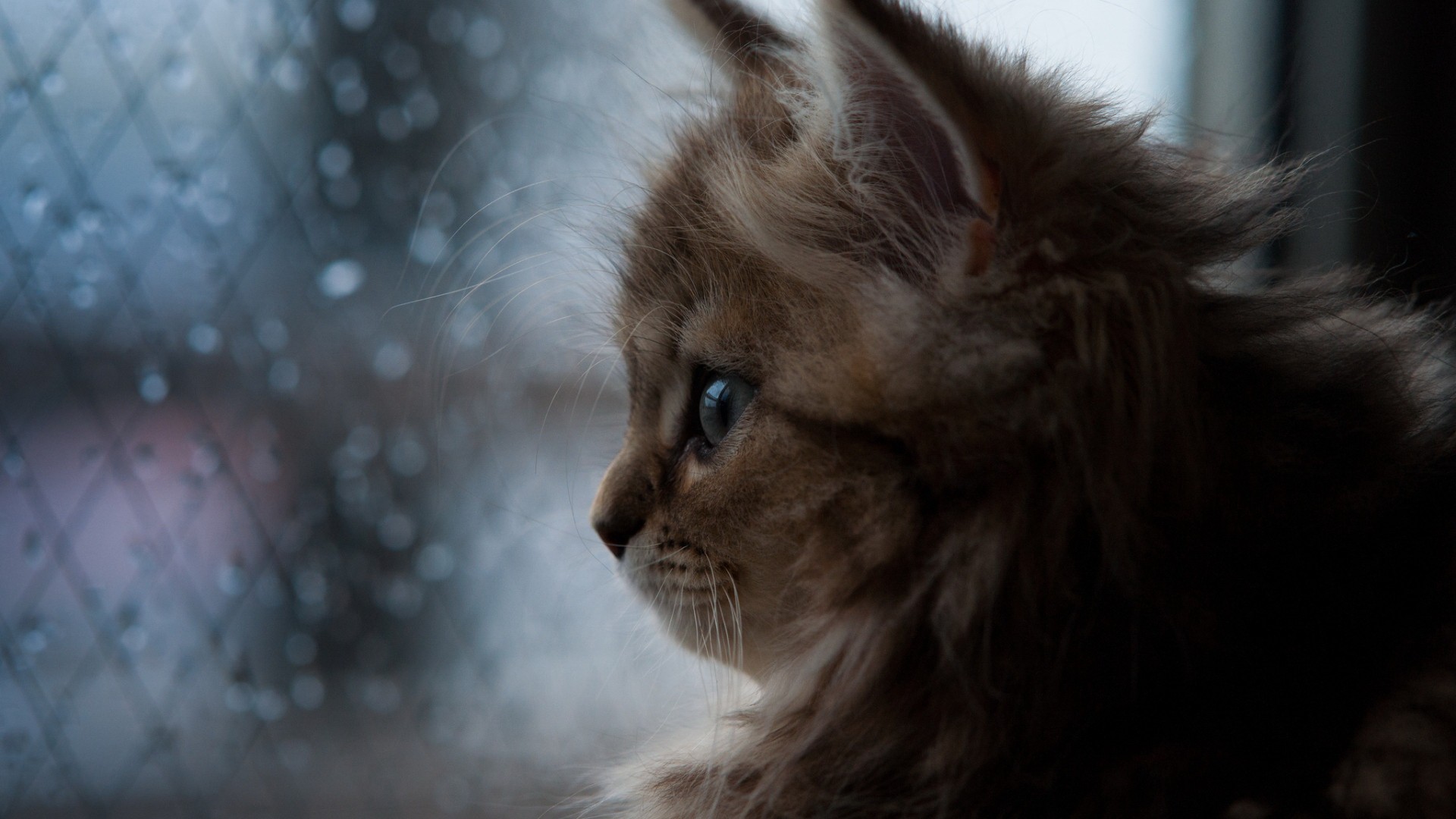 животное, котенок