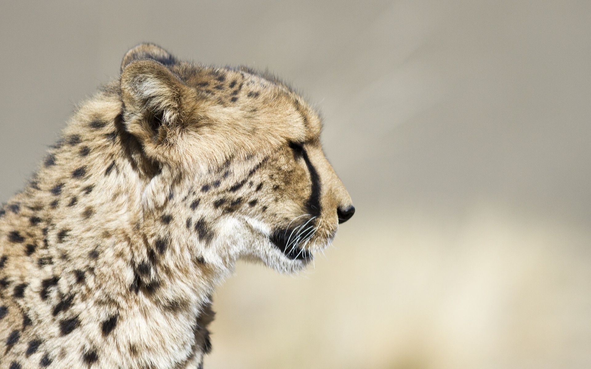 кошка, морда, дикая