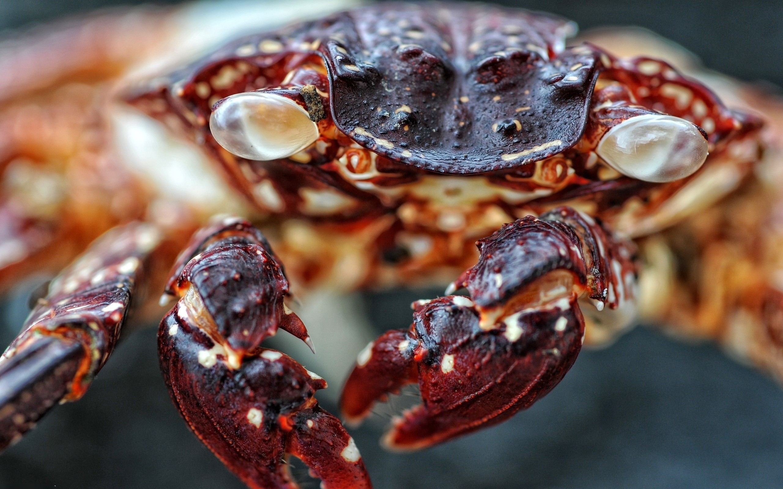 crab, desktop, high
