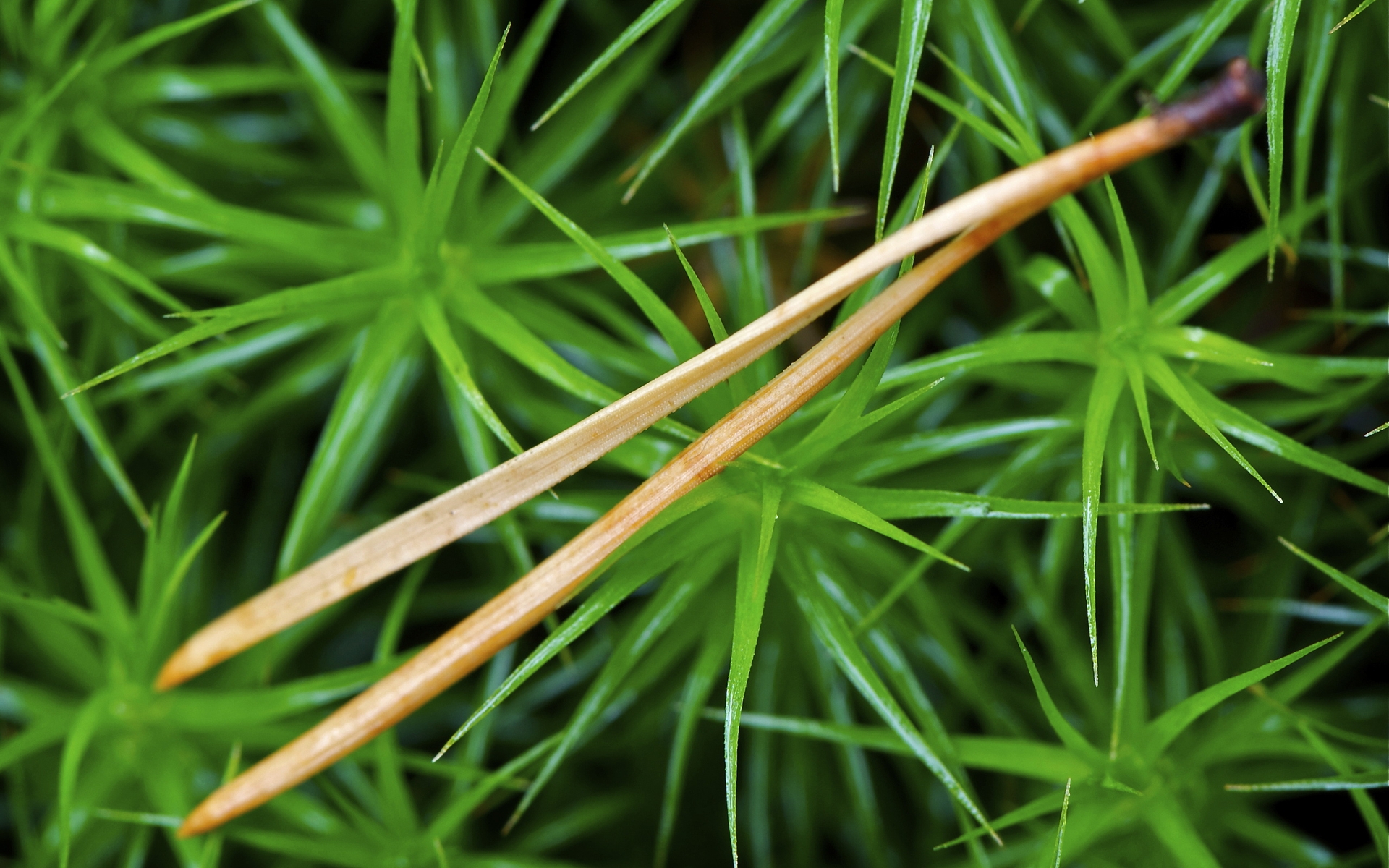 cyperacea, wikipediawhat, sedge