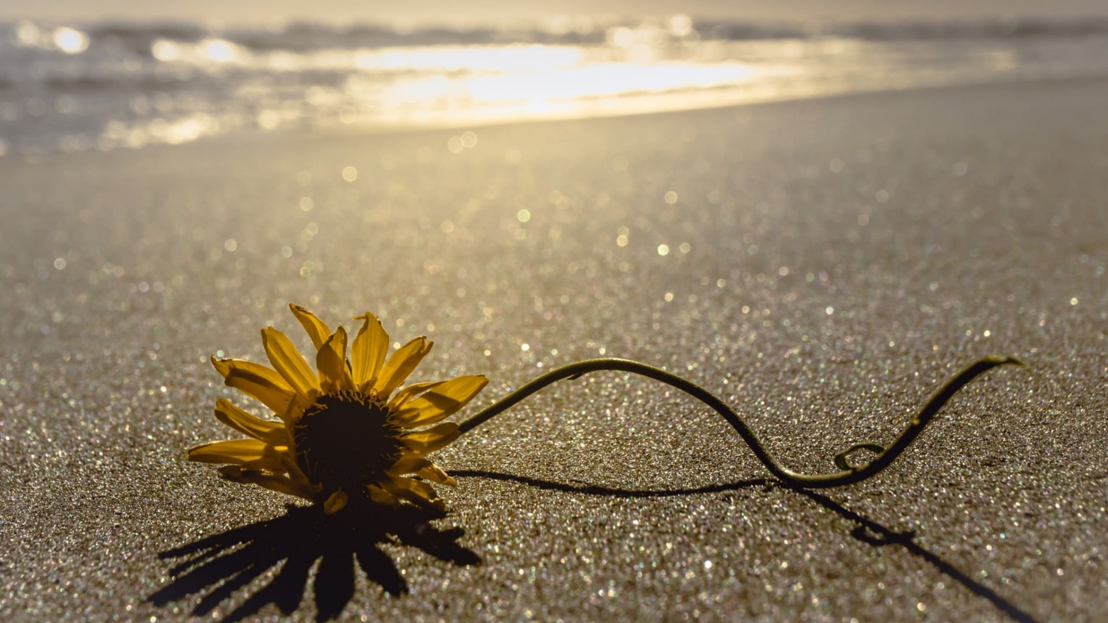 подсолнух, песок, цветы