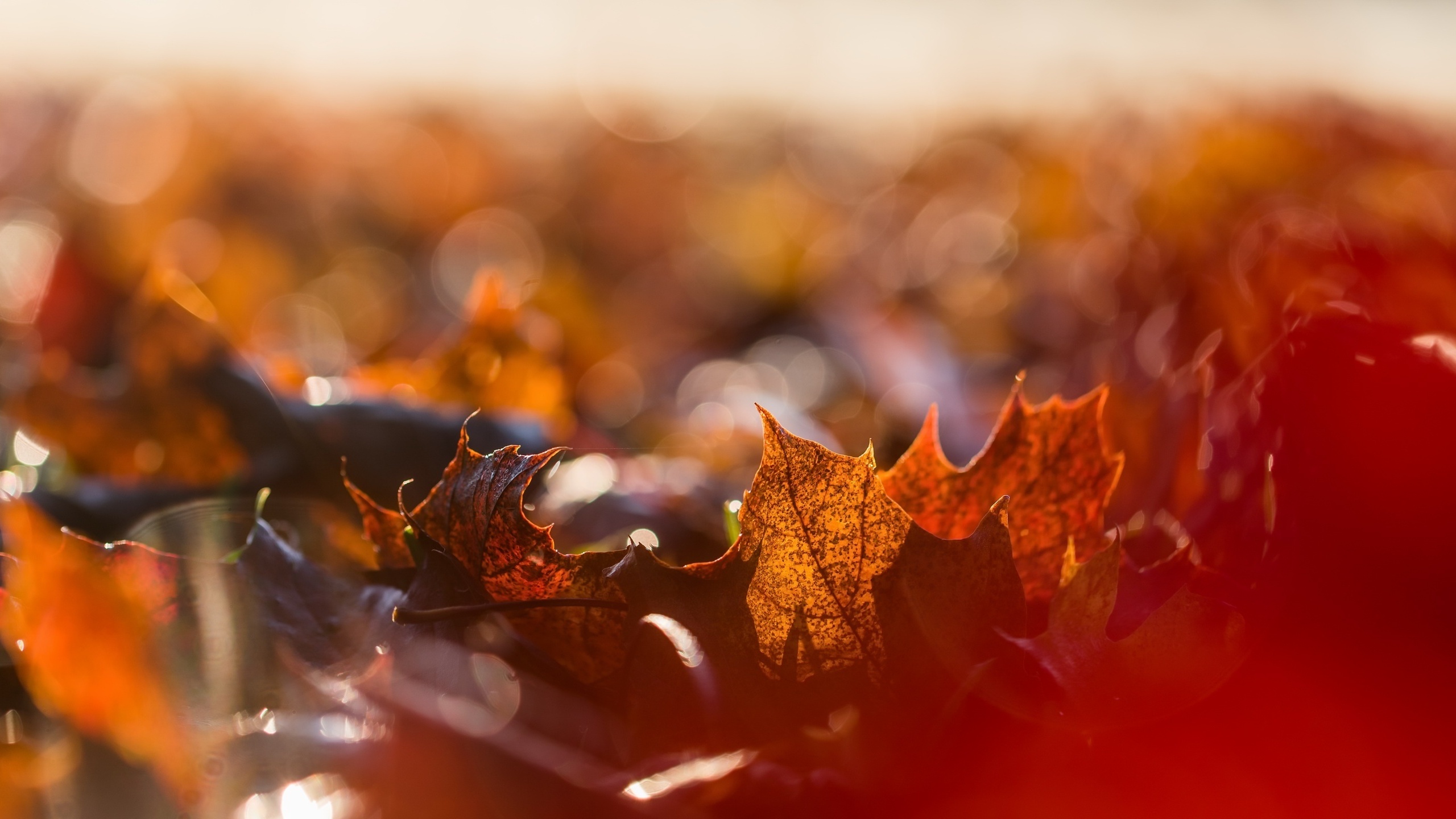 листья, а.е. премия