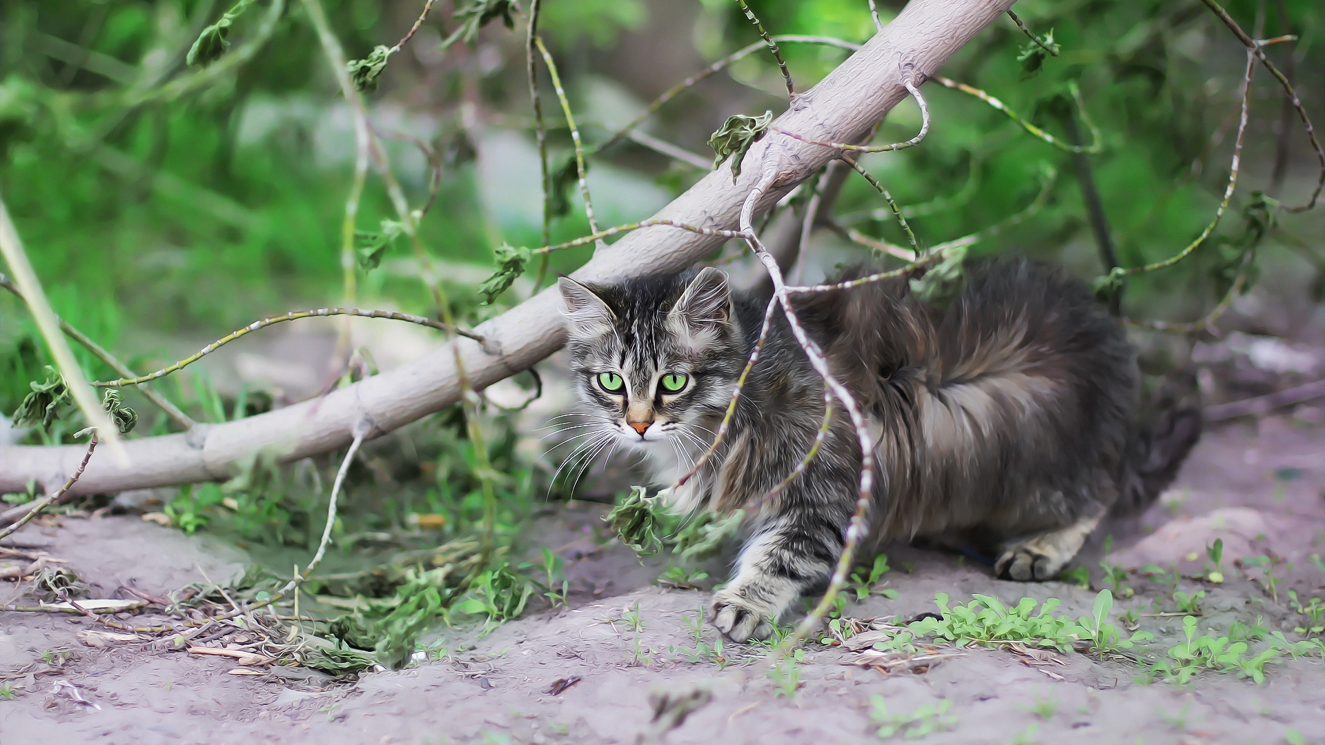 кот, смотреть, поза