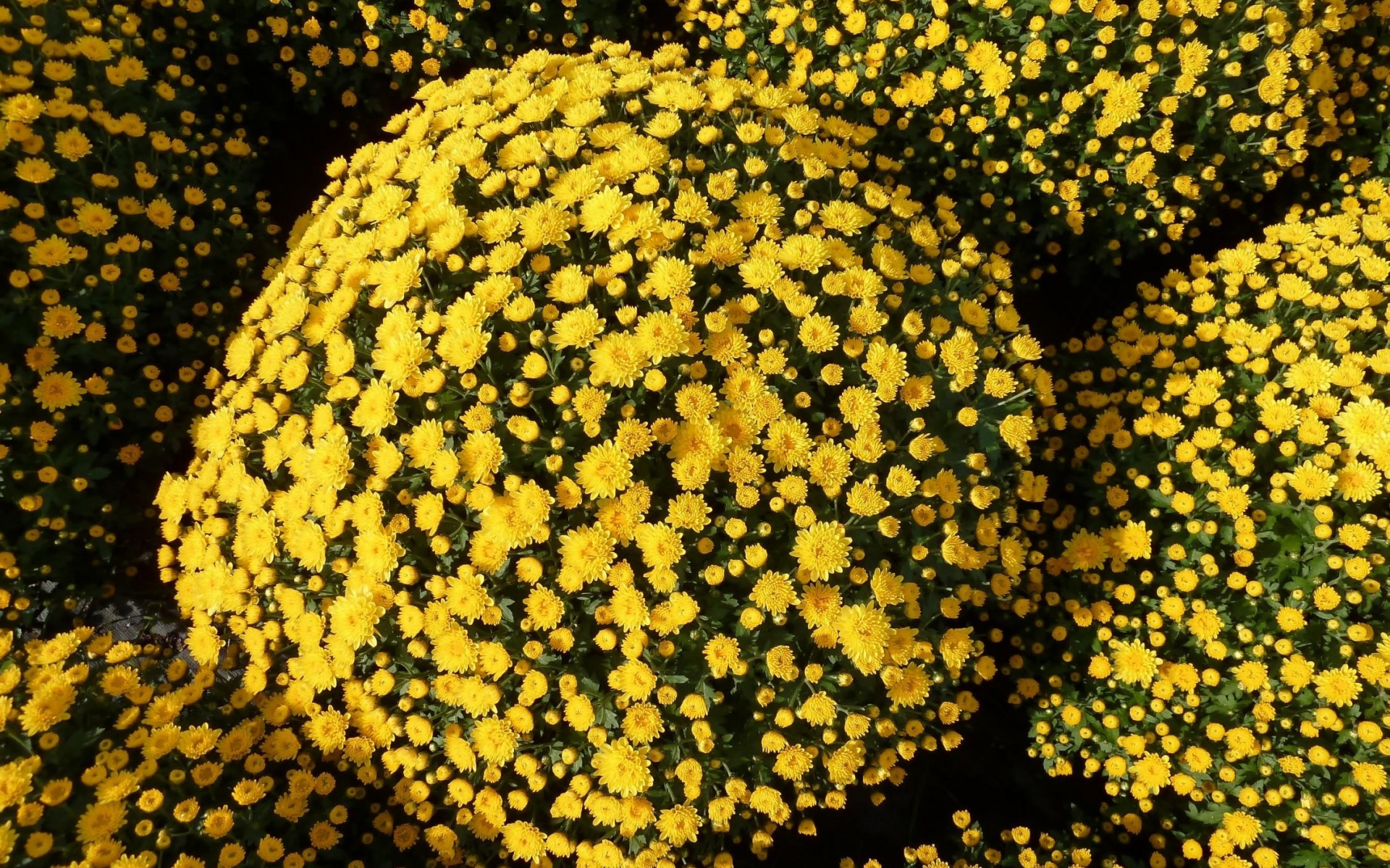 пульс, хризантема, цвет