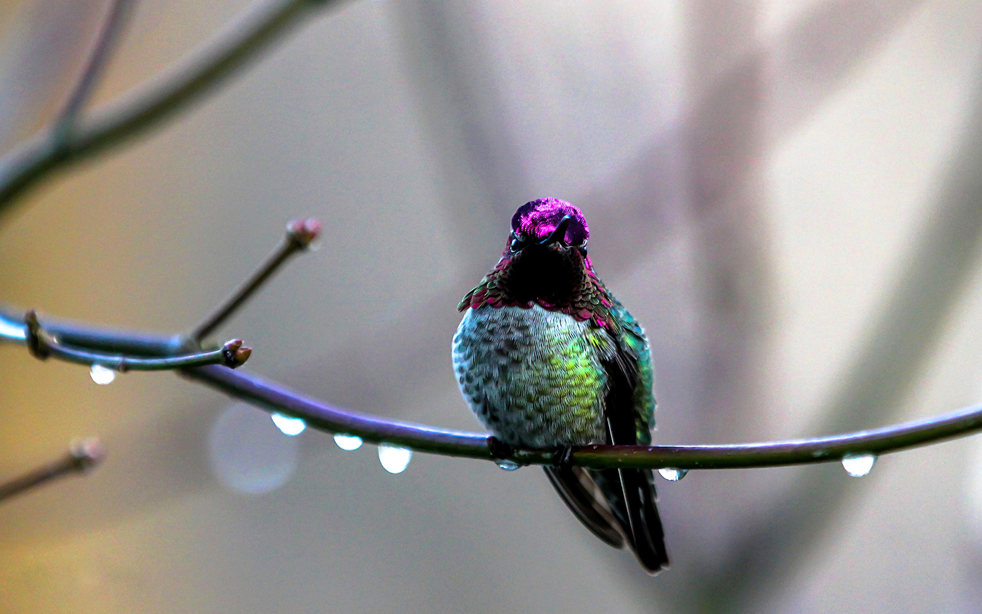 colibri, comlibri