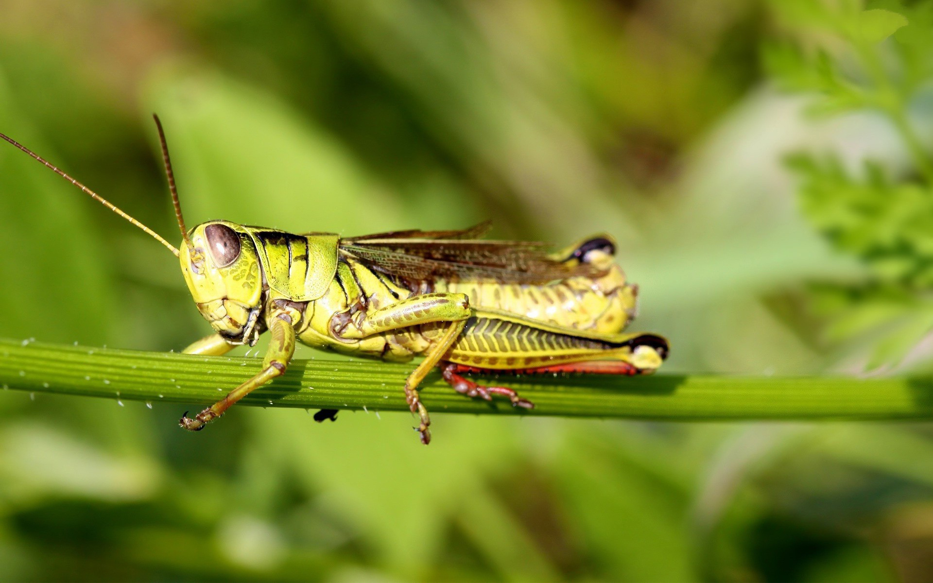 кузнечик, grasshoppers, photos