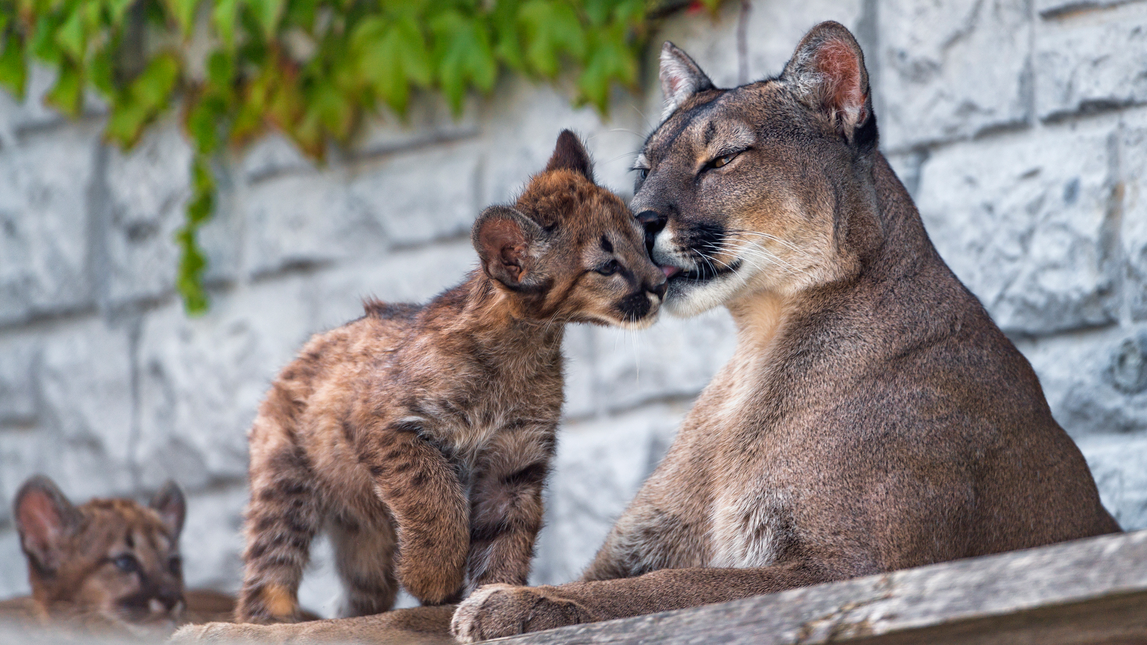 Zoo couple. Флоридская Пума. Пума детеныш. Пума горный Лев. Пума животное детеныш.