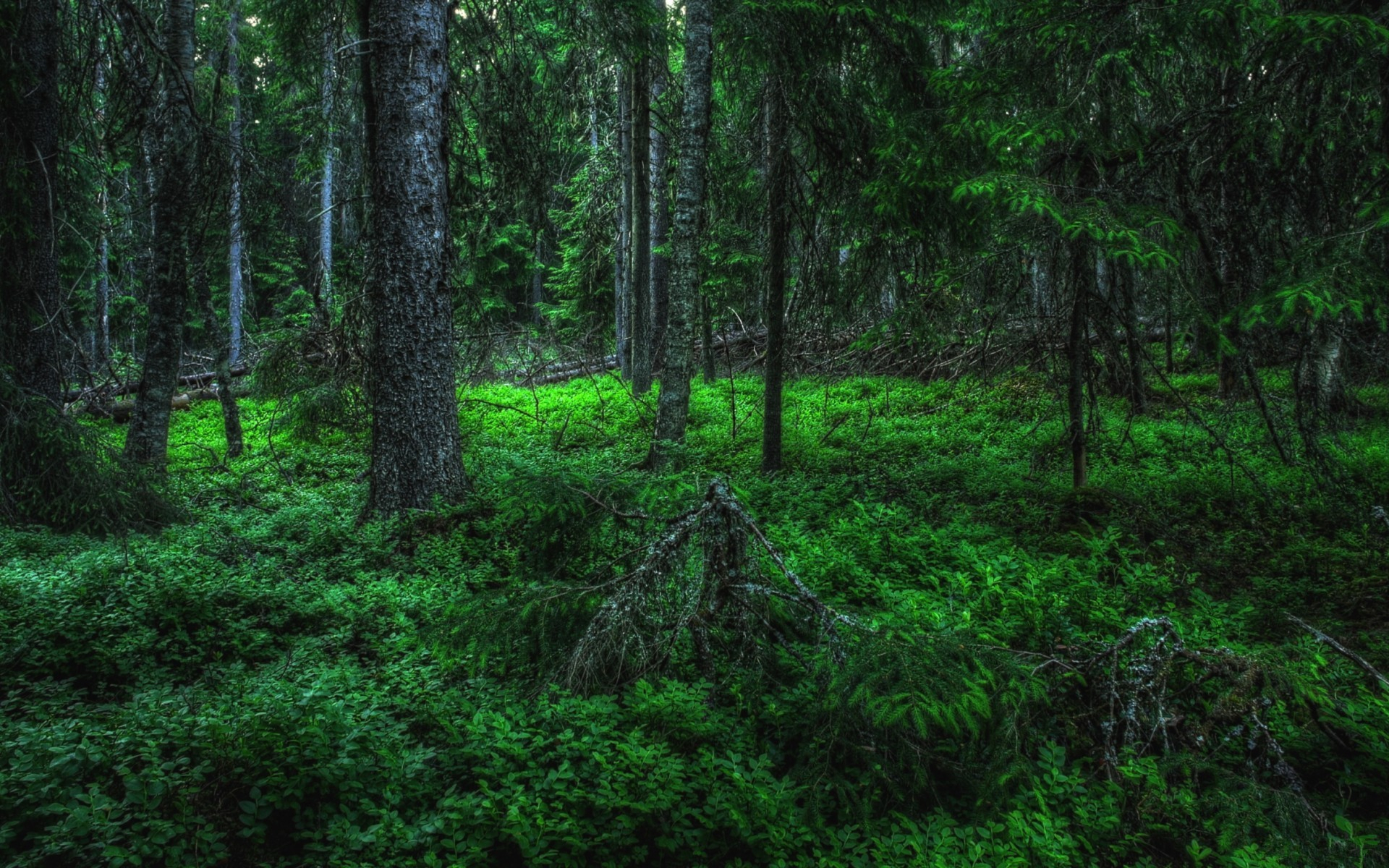 Заросший темный лес