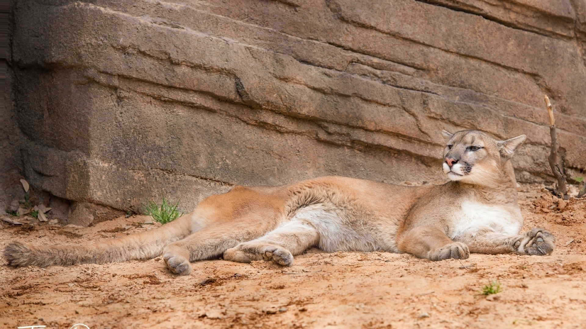 zhivotnye, cougar, категория