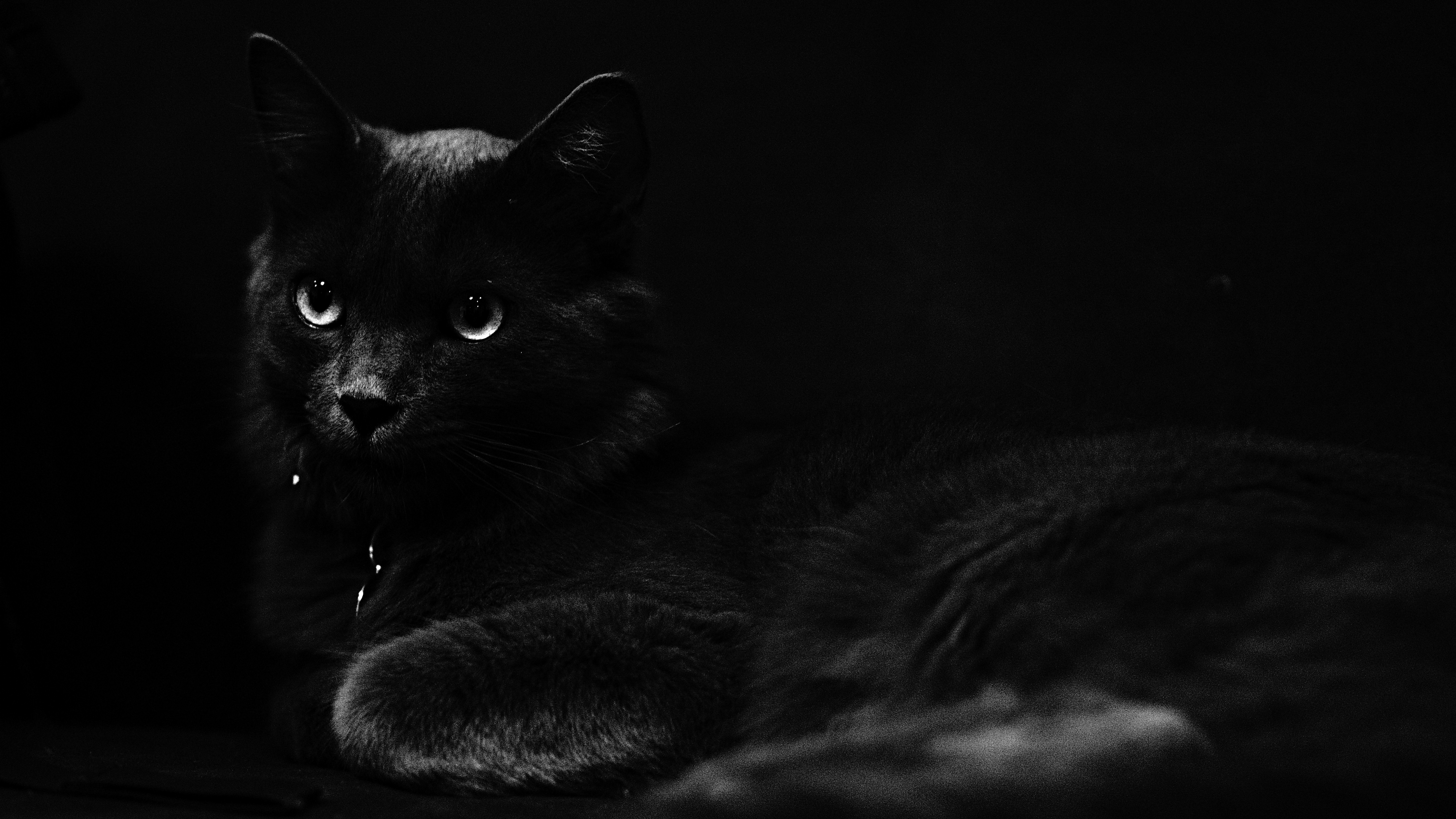 Картинка на рабочий стол черный фон. Кот на черном фоне. Чёрный кот. Темные обои. Черный кот на черном фоне.
