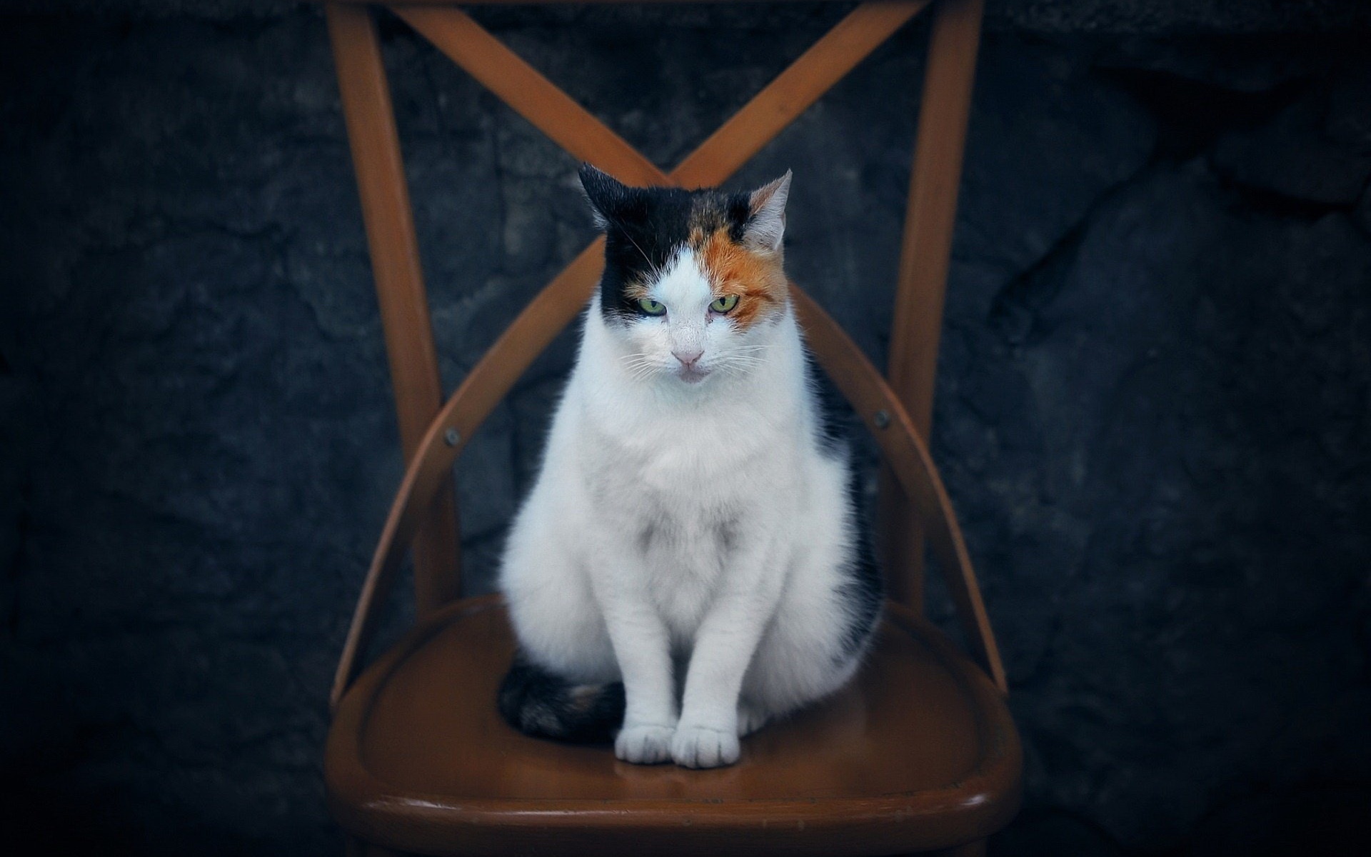Кошка сидит на стуле