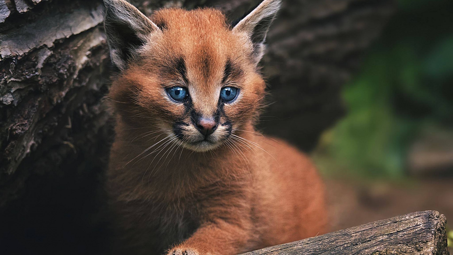 caracal