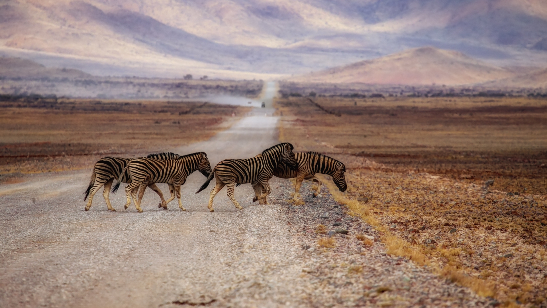 zebra, mais, настольный