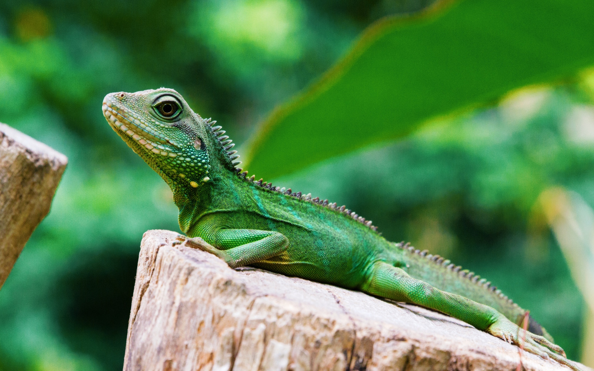 яр, рептилия, зел