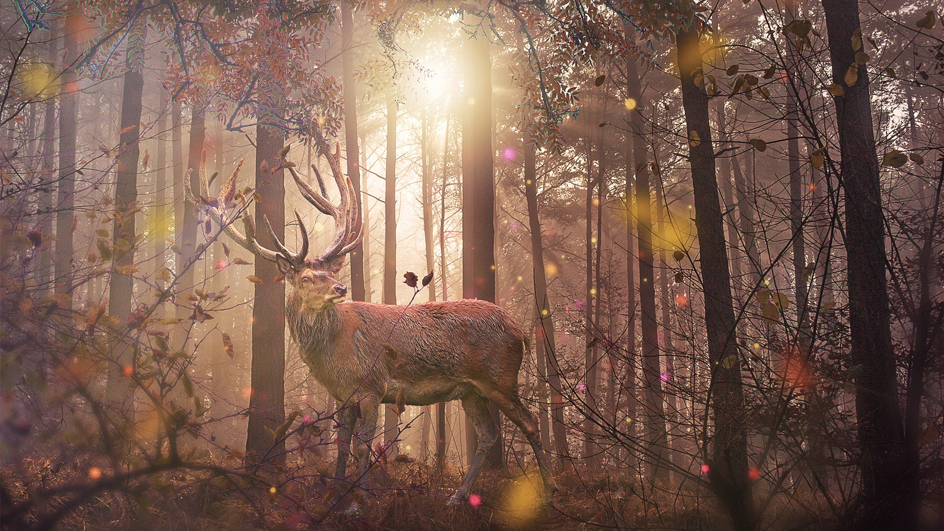 лес, разные, осень