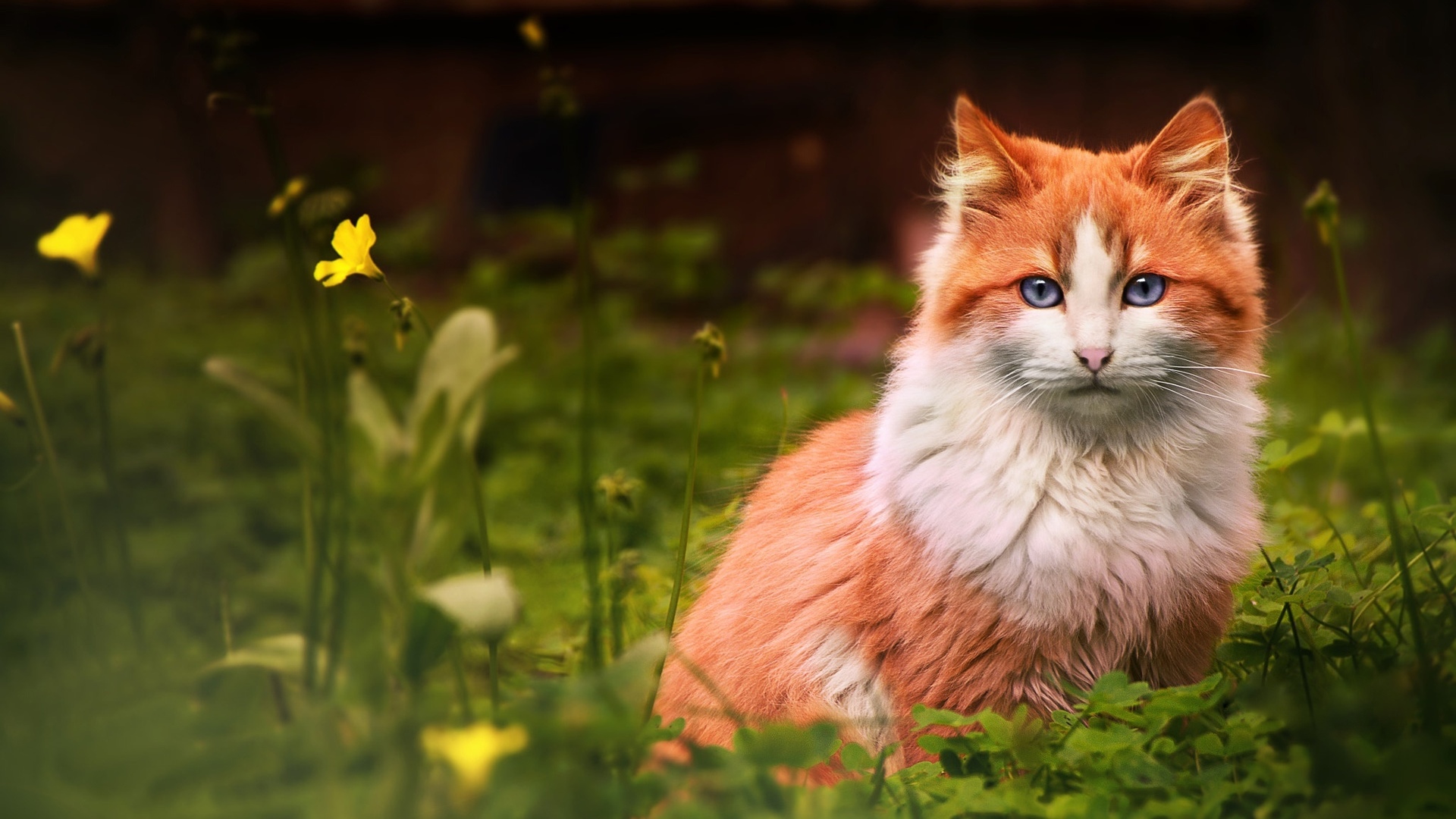 цветы, трава, кот
