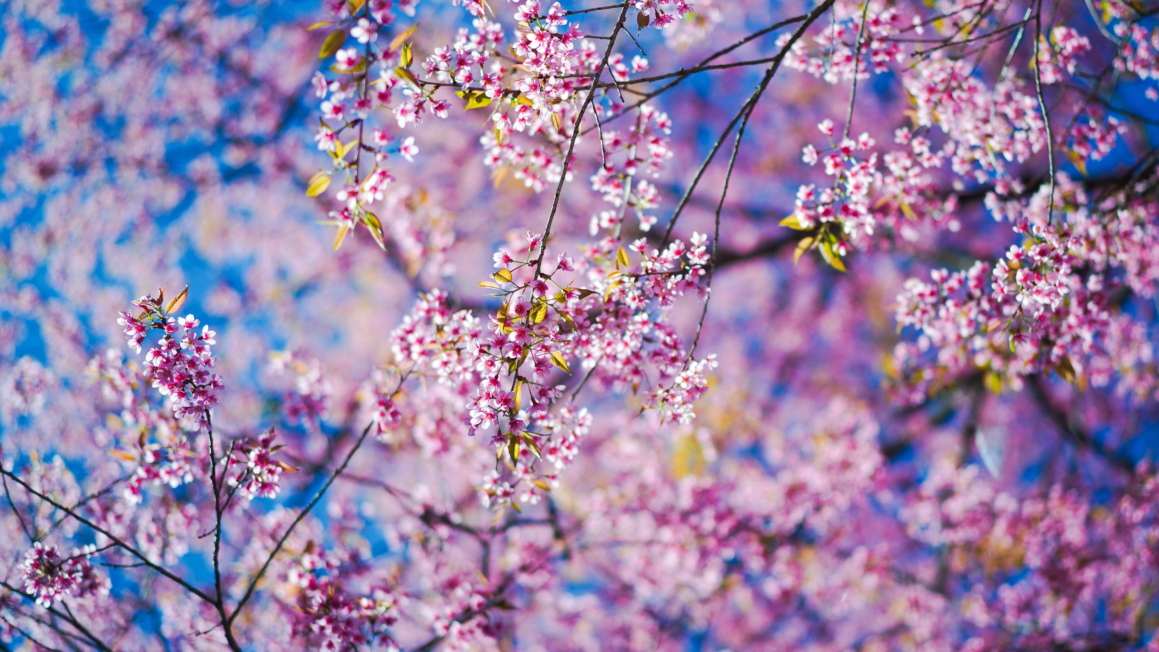 Лучшие весенние обои на телефон. Цветущие ветки. Весенние цветы. Яркие весенние цветы.