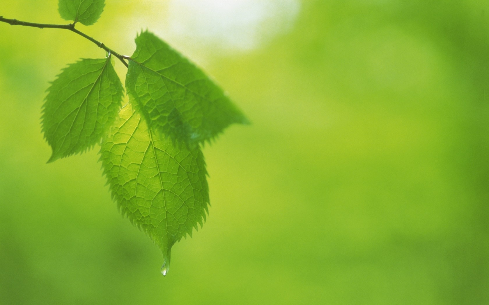 green, leaves Фон № 24015 разрешение 1680x1050