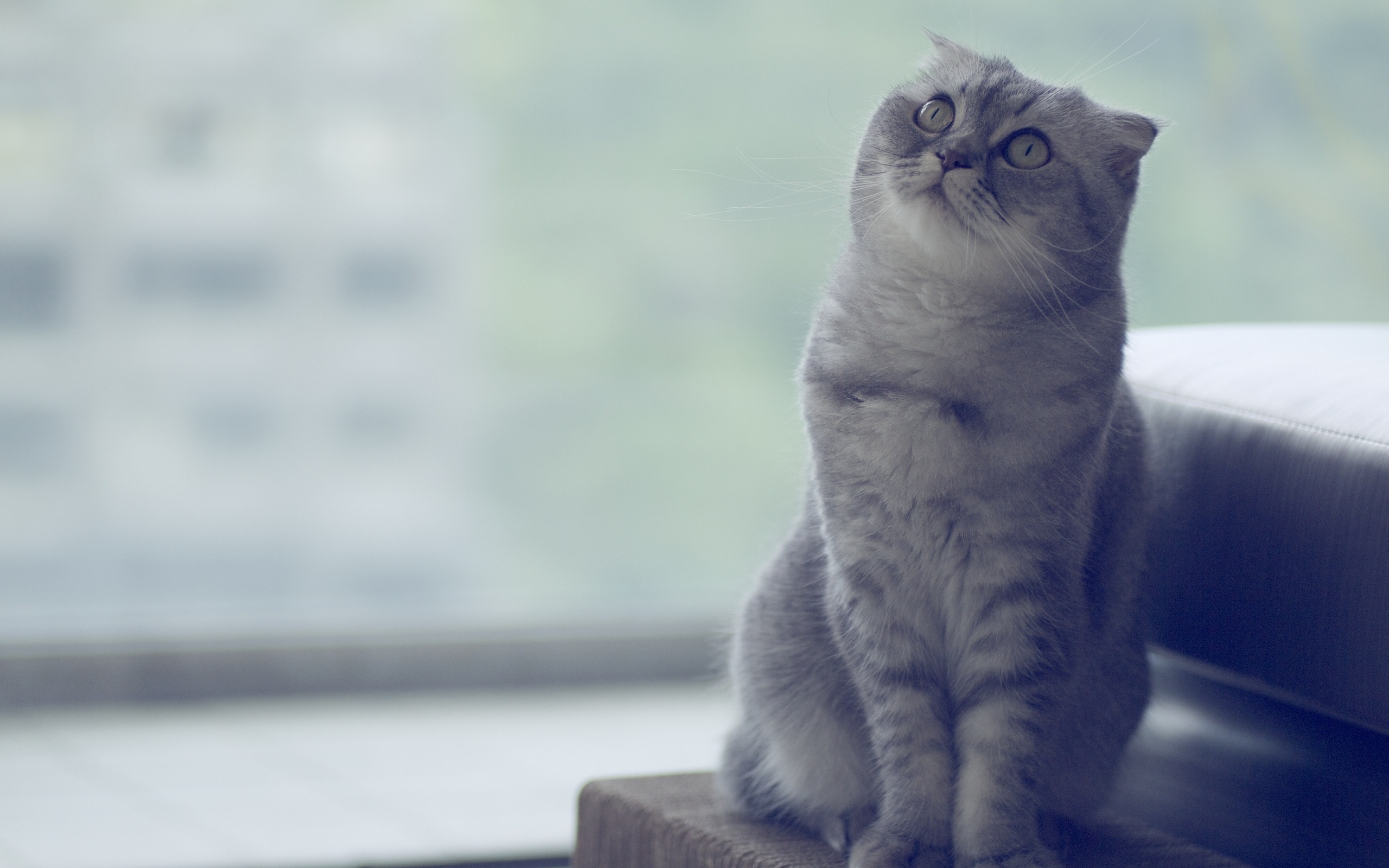 скоттиш, альдерд, секс