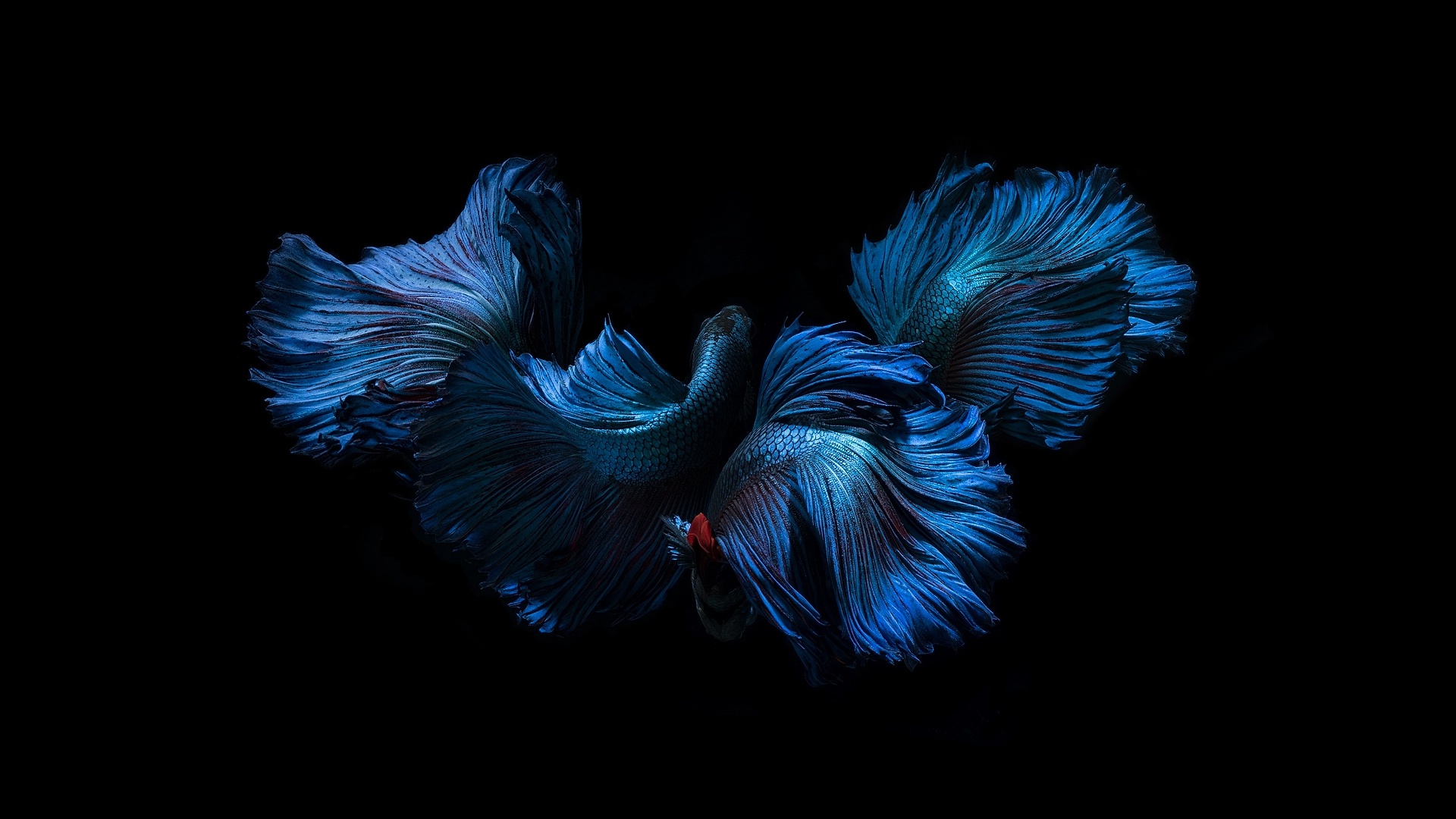 fin, hitam, fish