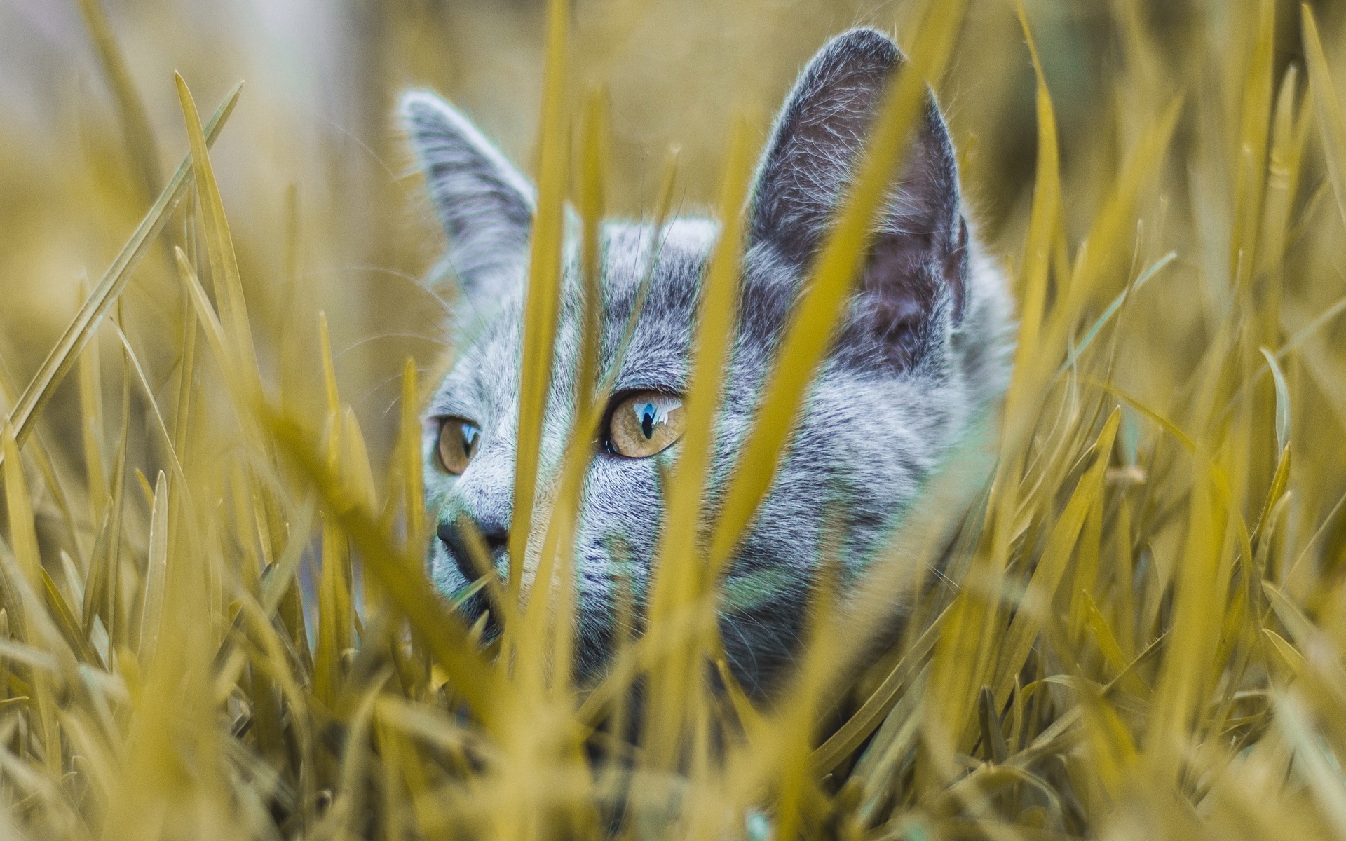 кот в траве