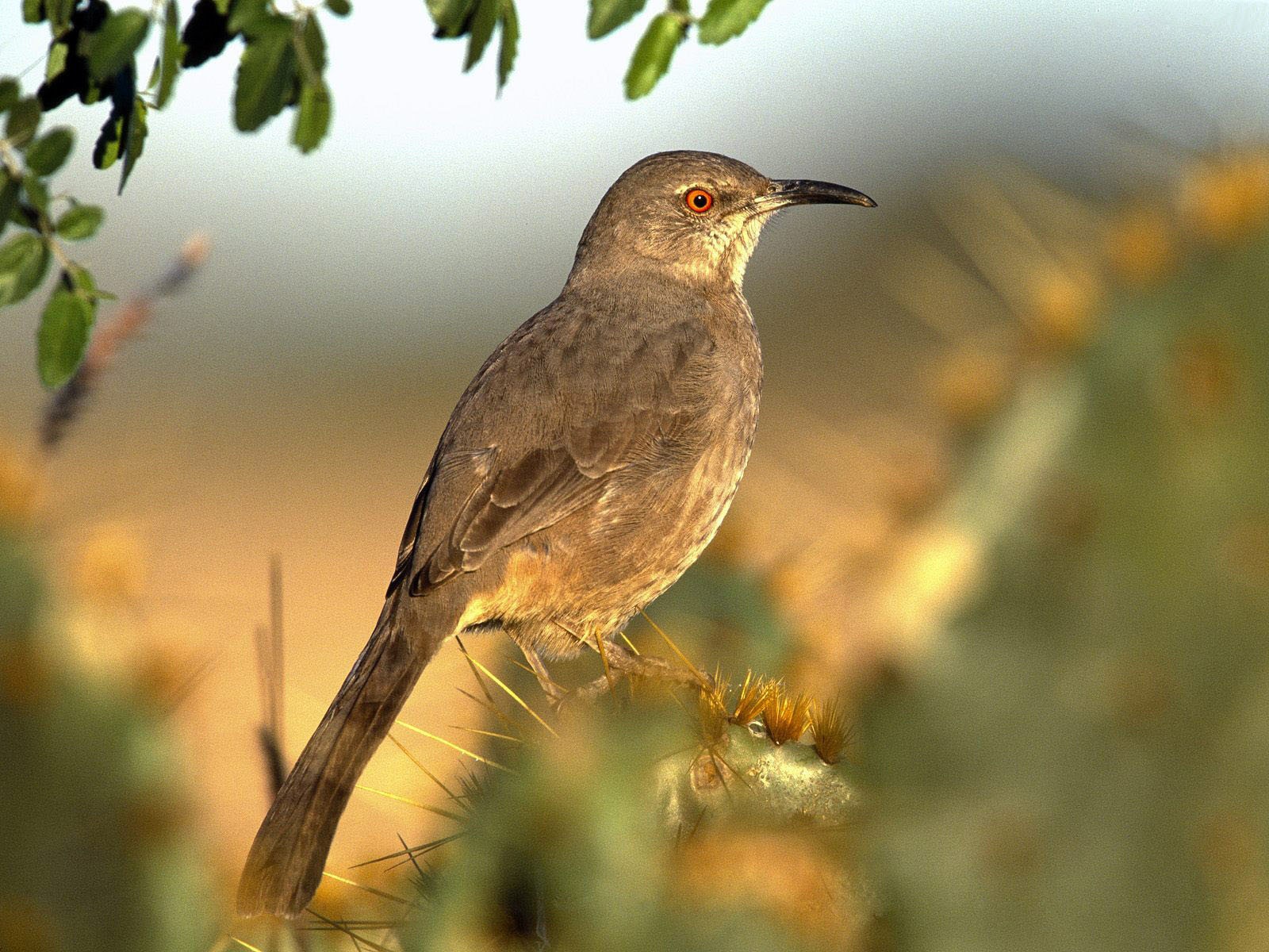 есть птица, которая сидит на ветке дерева