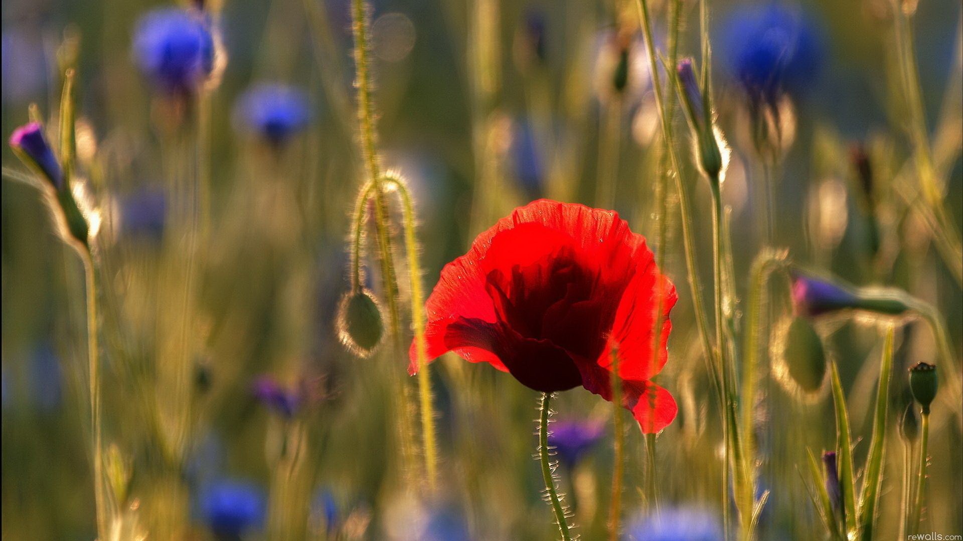 есть красный мак в поле синих цветов
