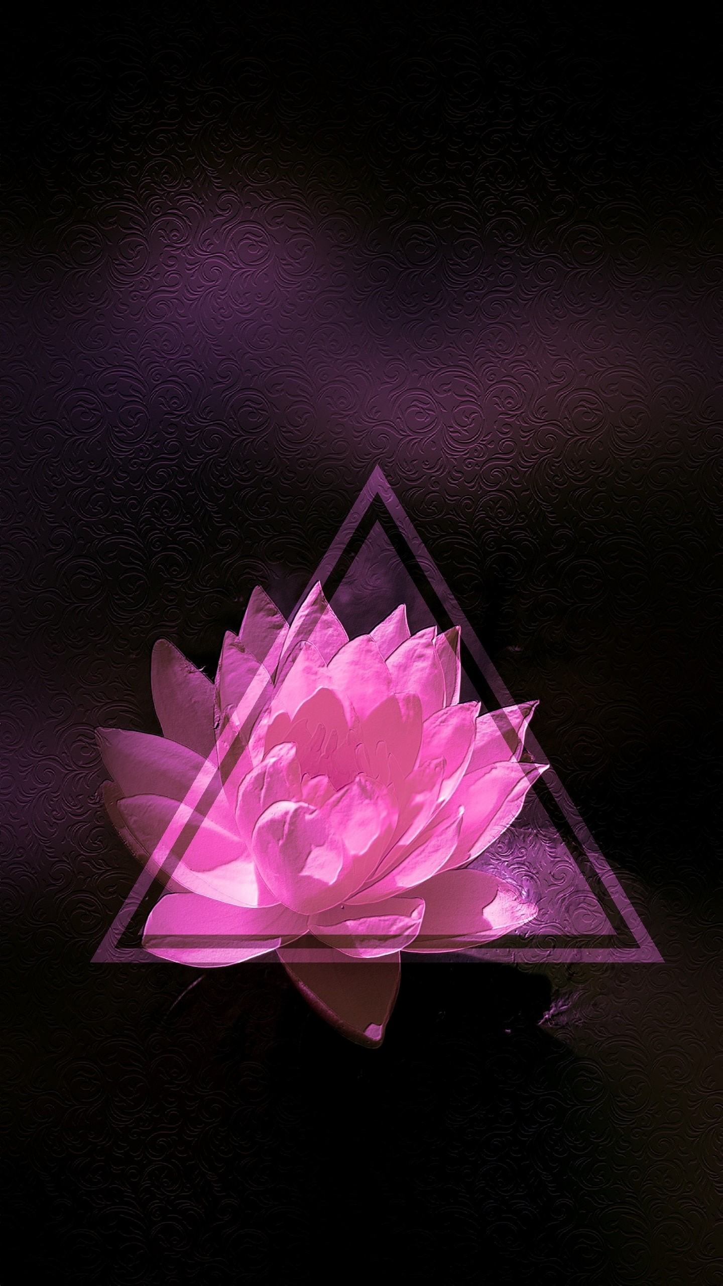 lotus, nucifera