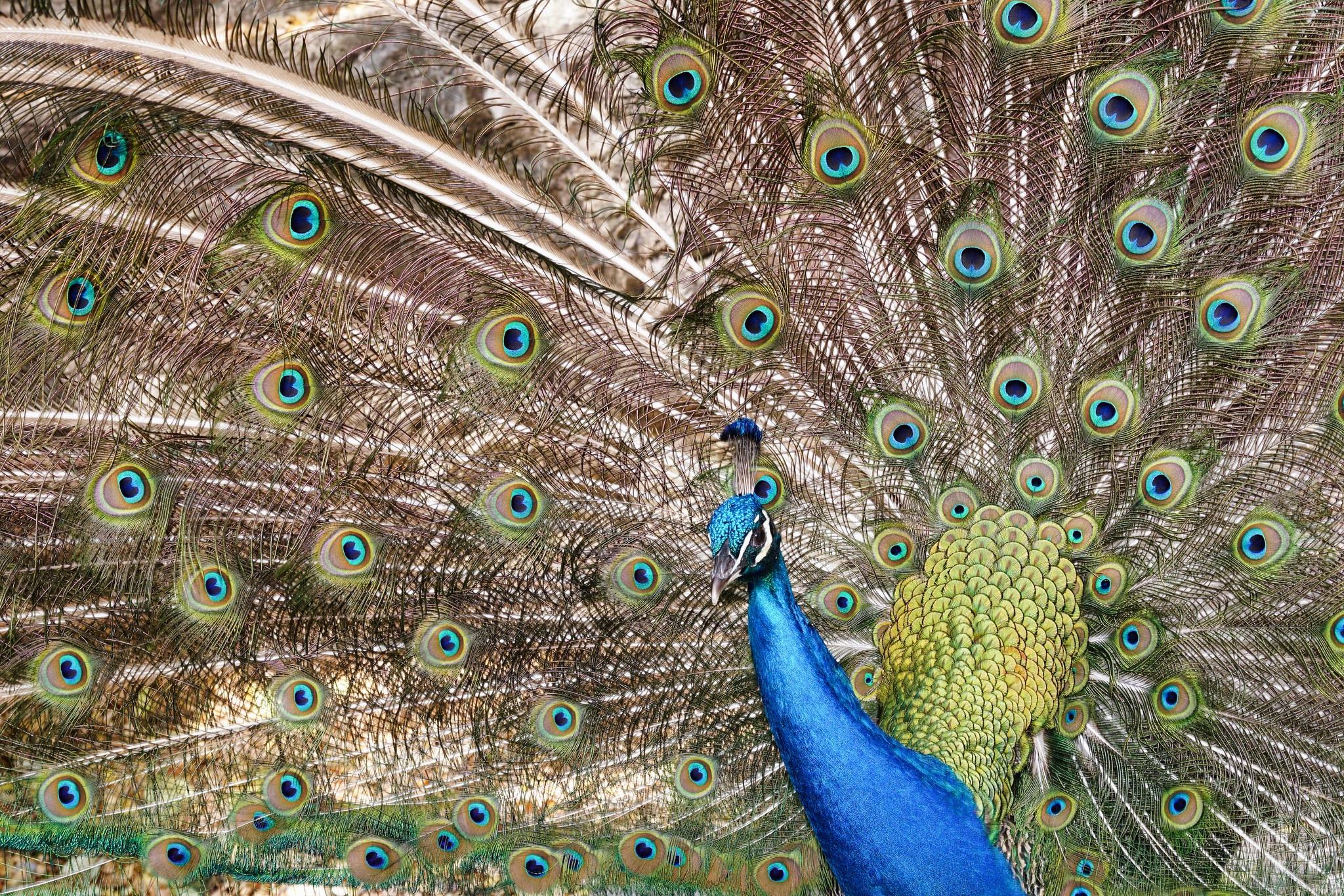 peafowl