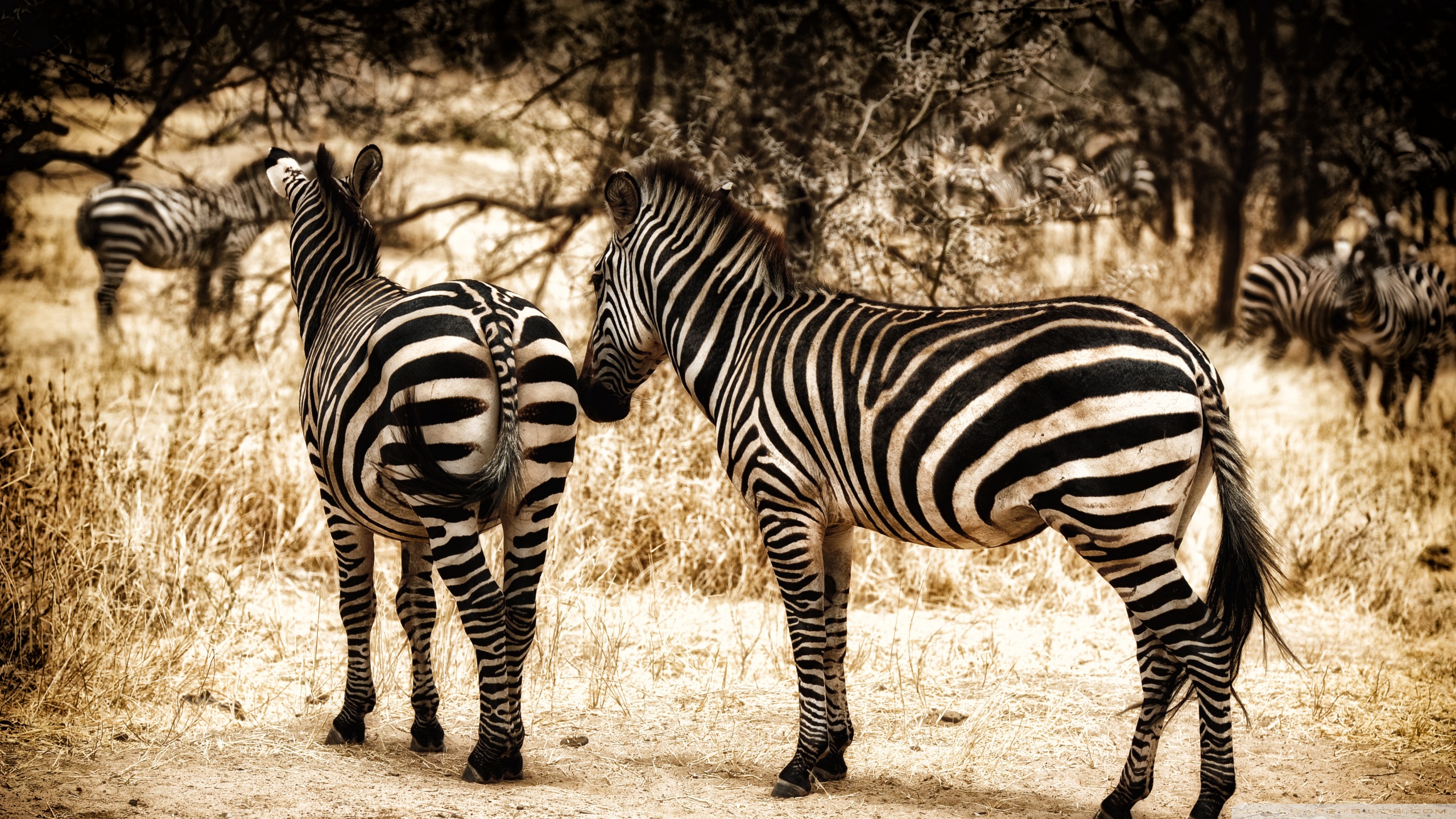 zebra, aliexpress