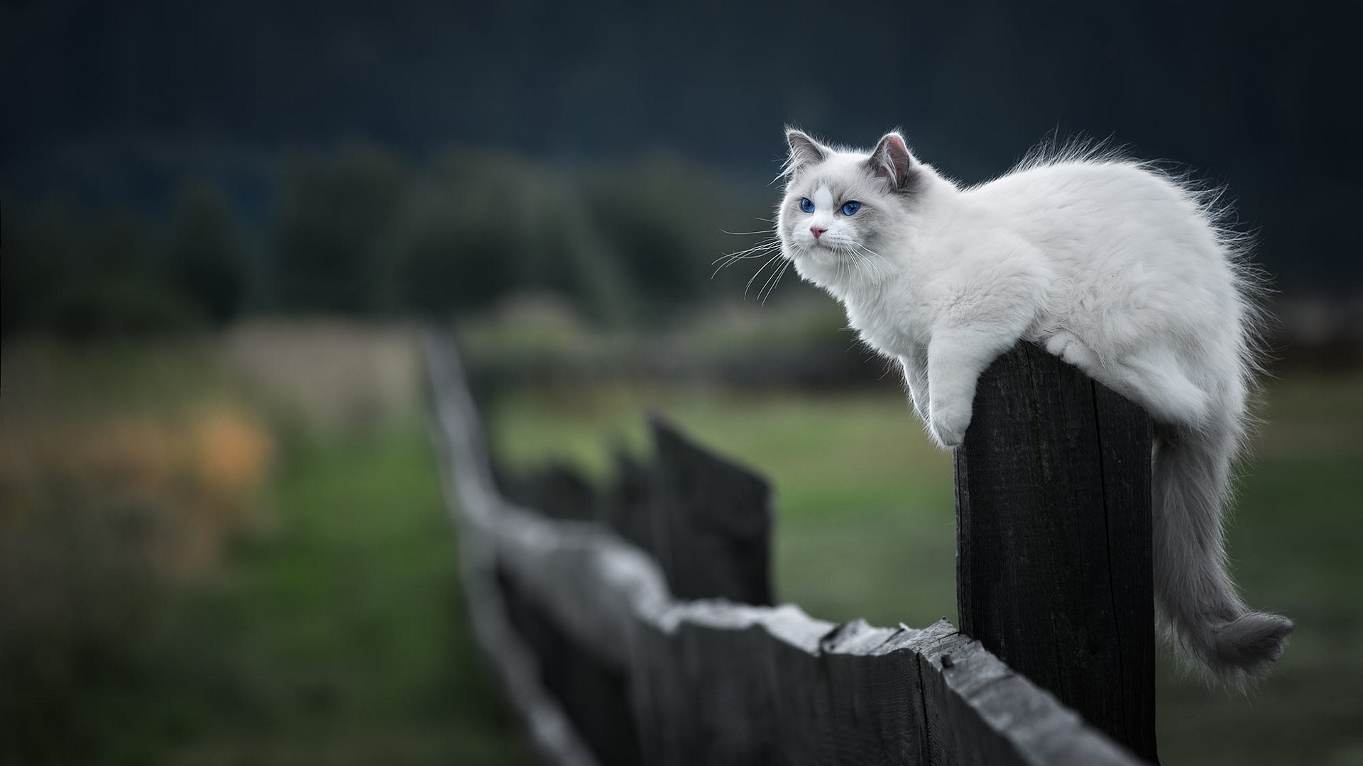 кот, забор
