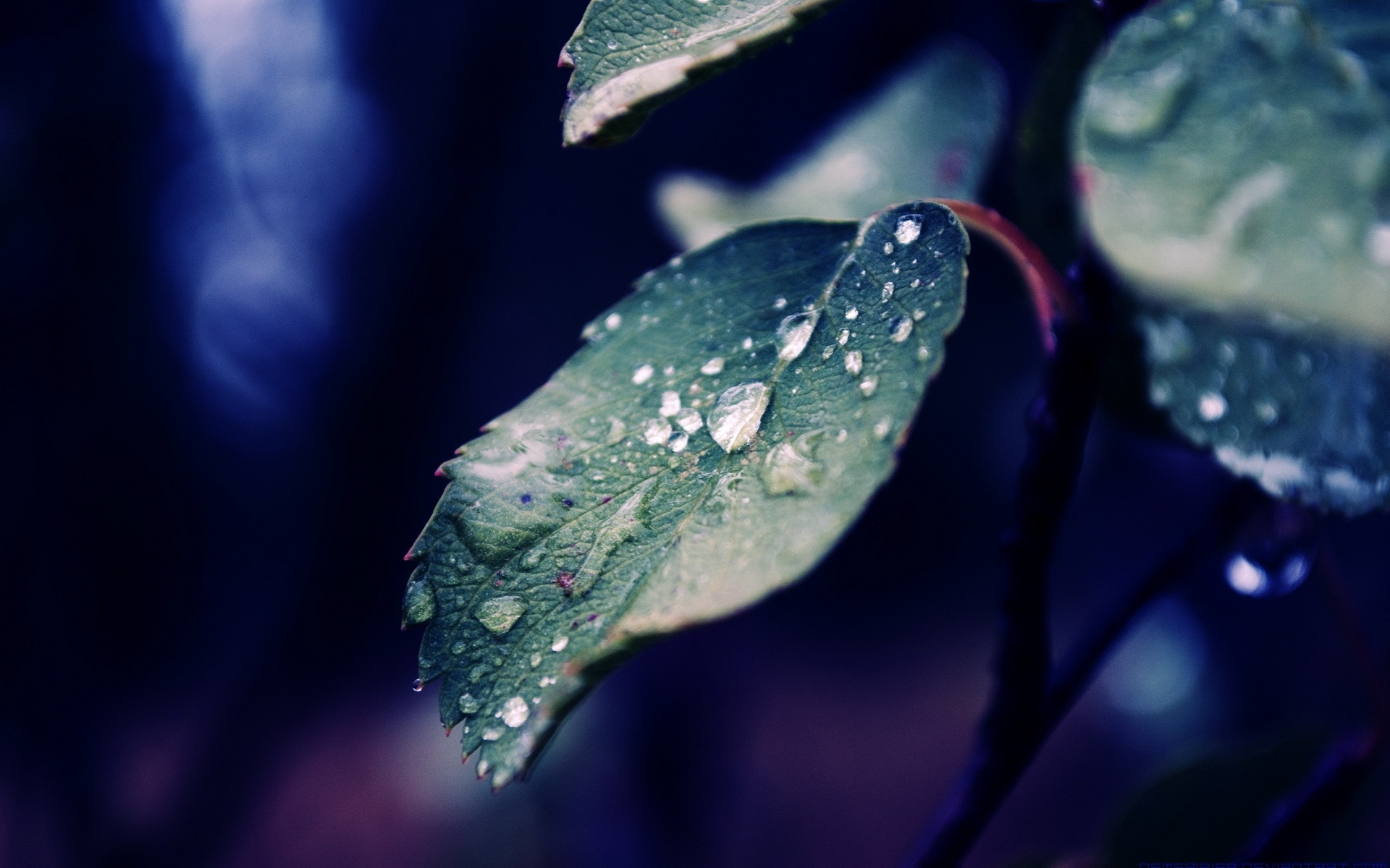 gotas, papéis, fondos