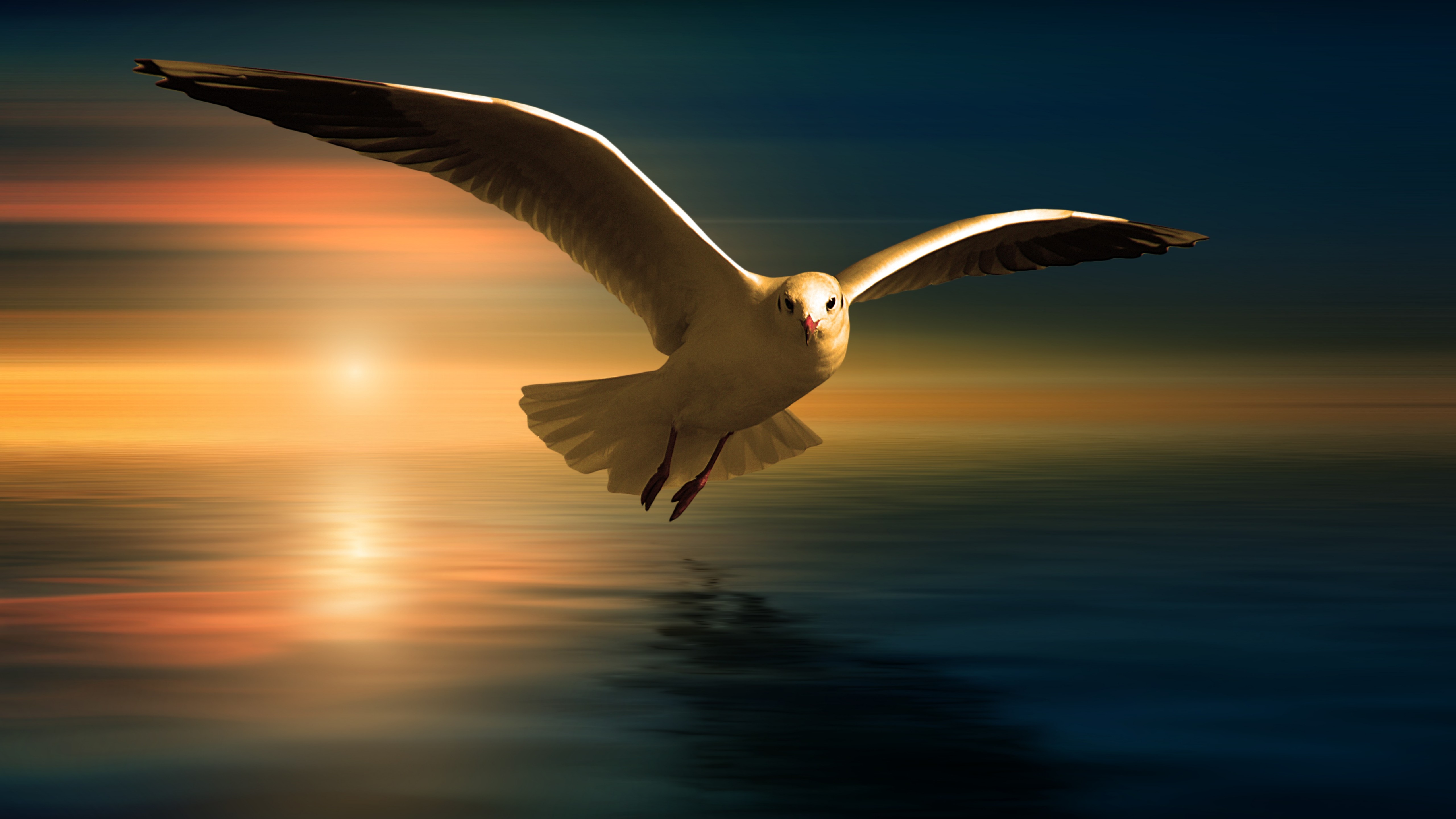fliegen, m ve,na