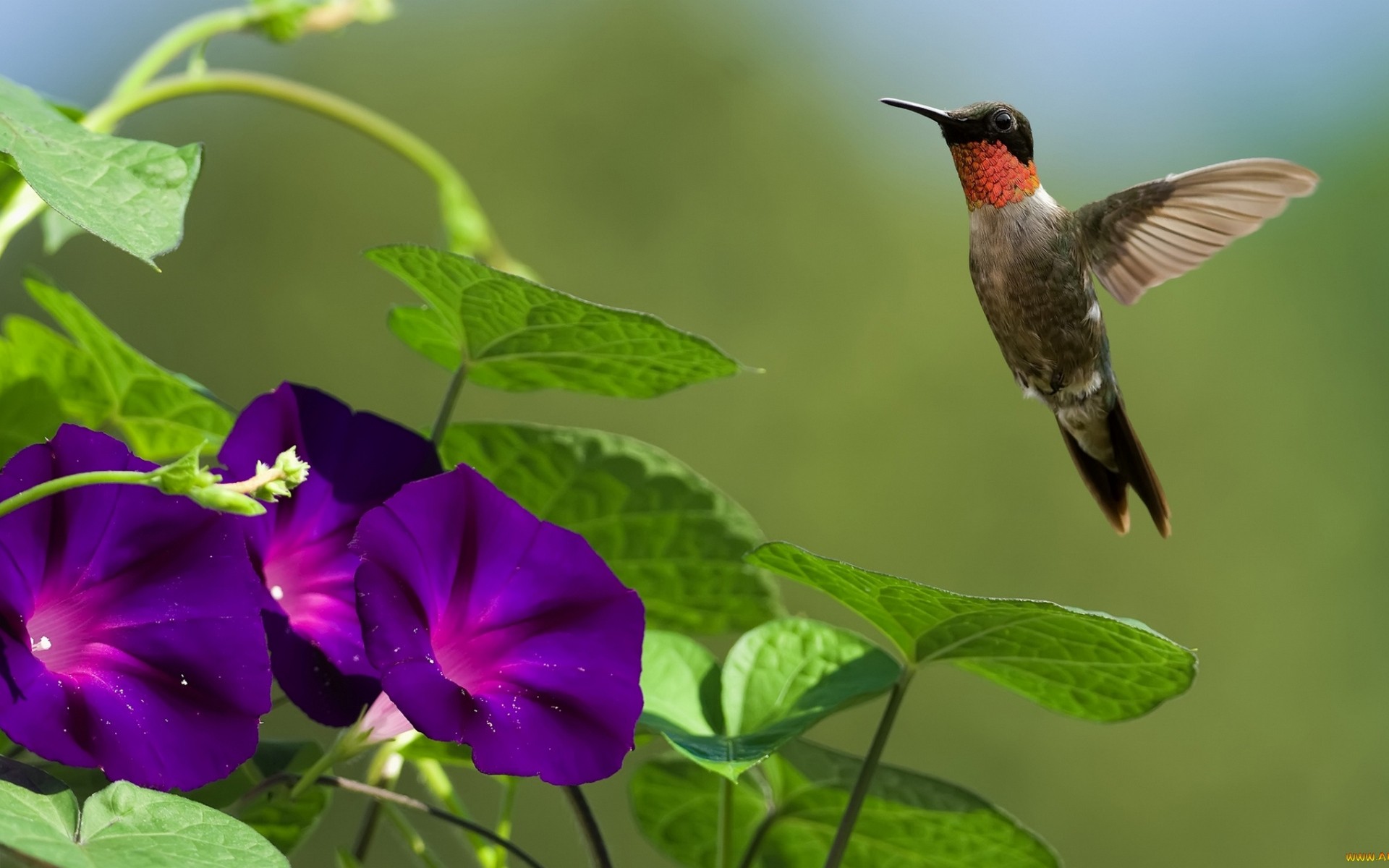 бри, горло, рубин