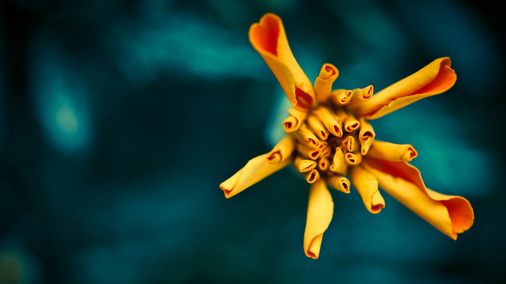 цветы, лепешек, желтый