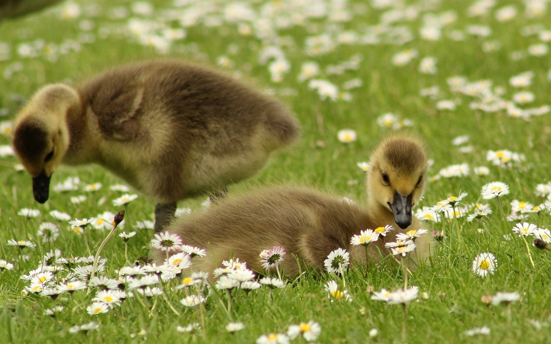 гослинг, кото, трава