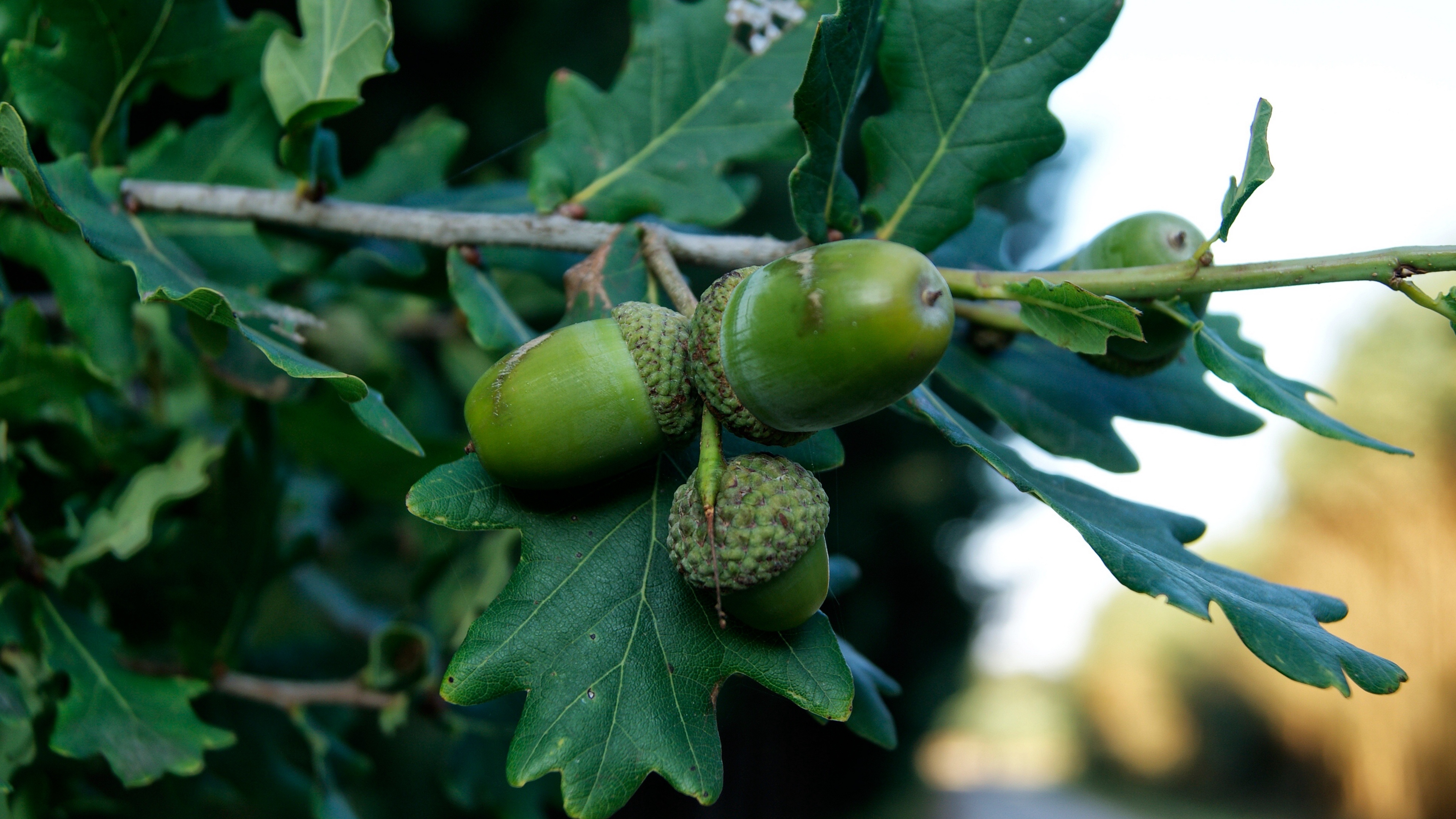 zheludit, branch, дуб