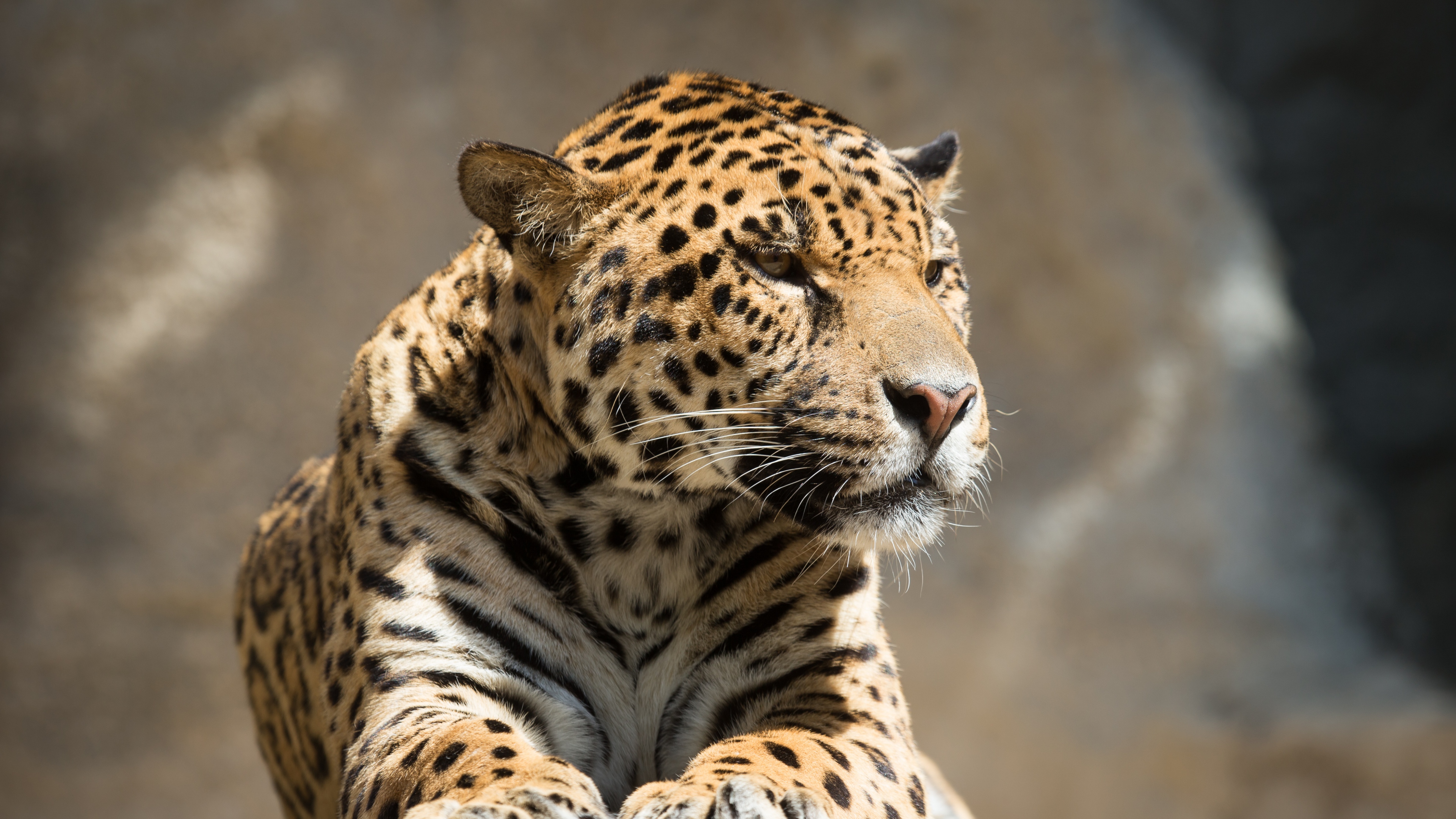 ретро, jaguar