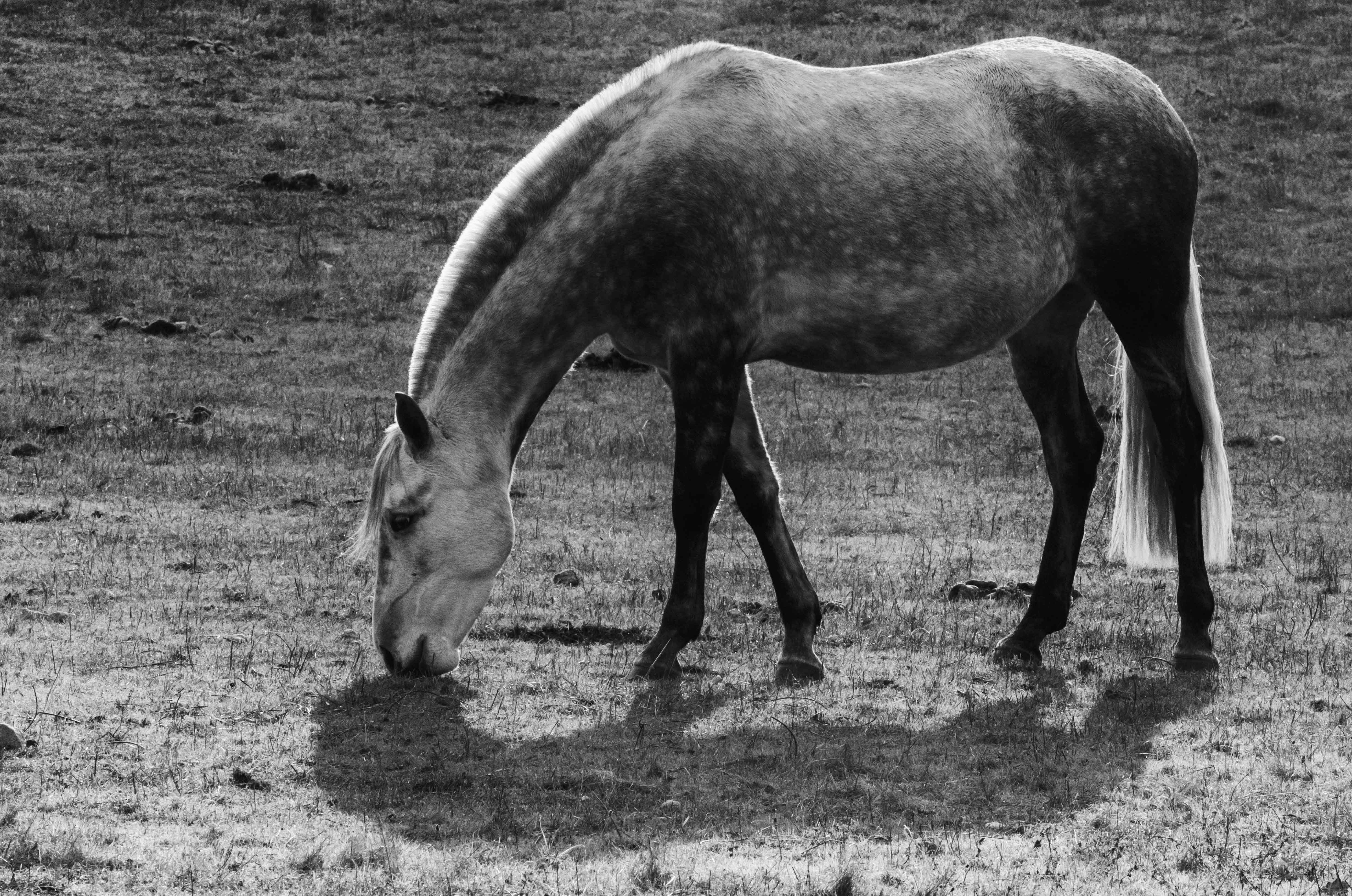 stallion