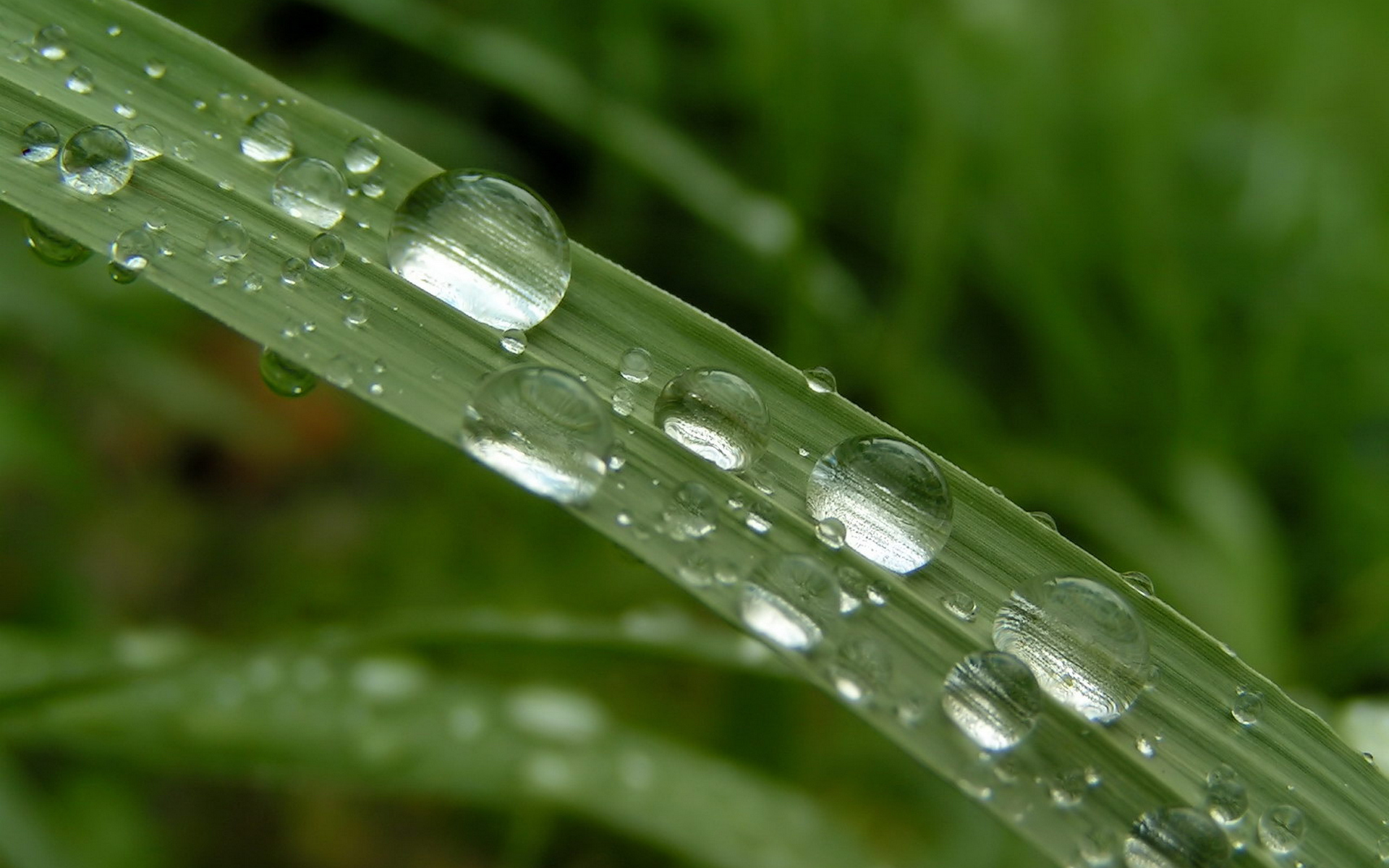 leaf, abstact, drop