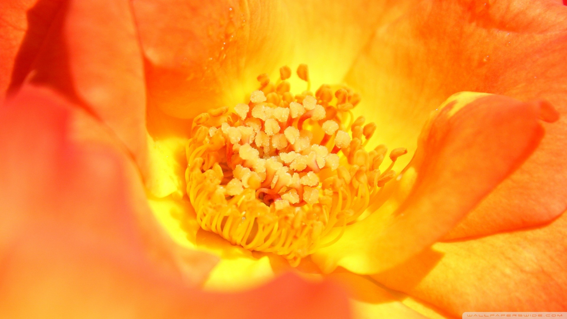 закрытие желтого цветка с красным центром