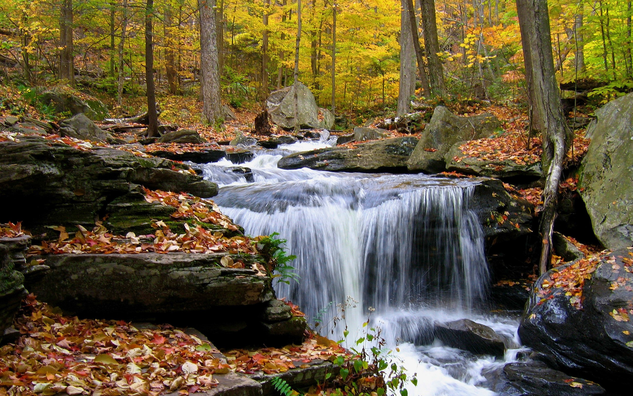 Осенний лес с водопадом бесплатно