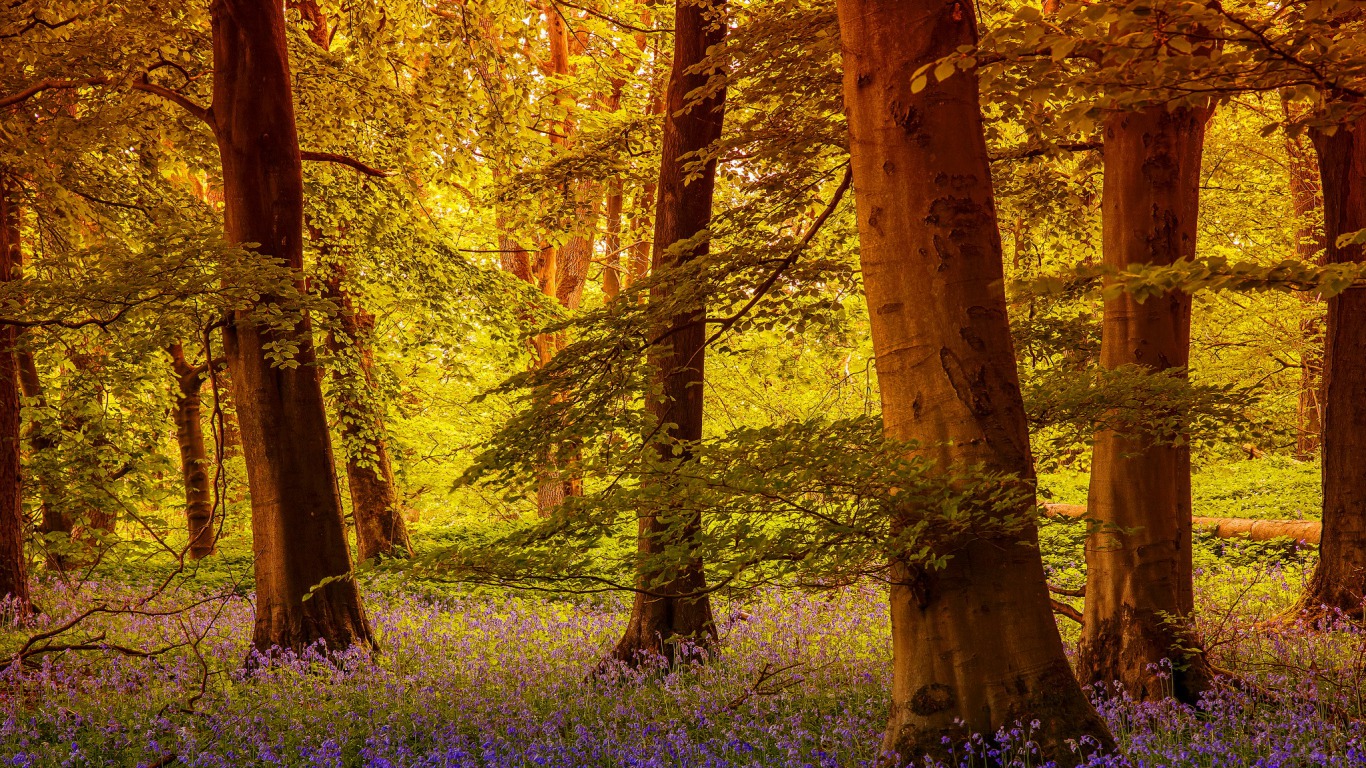 лесные, красивые, леса