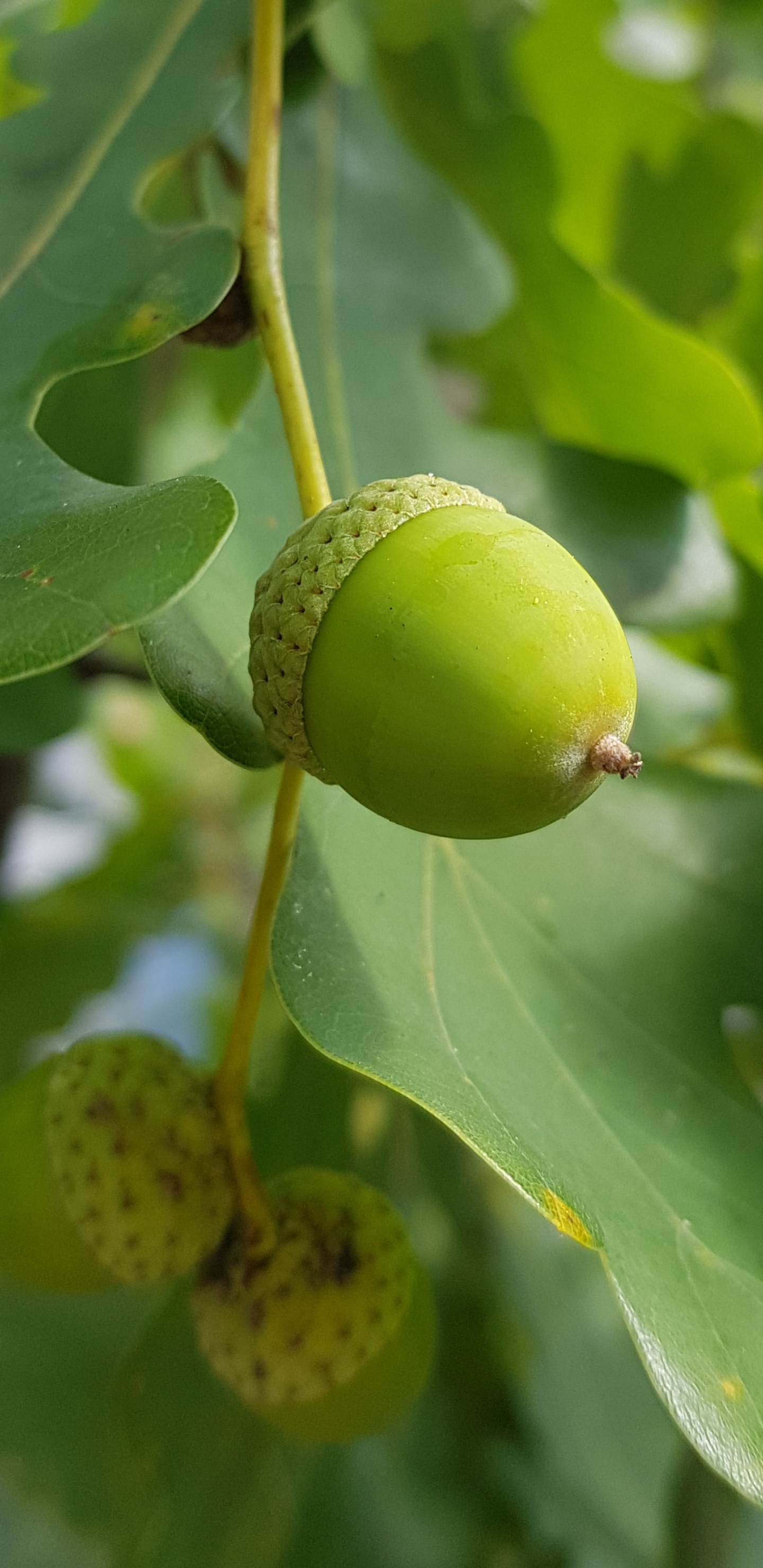 guar