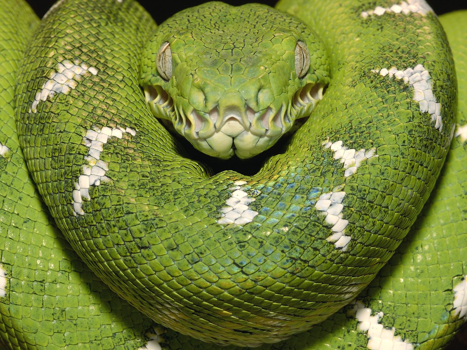 azul, rosa, verde