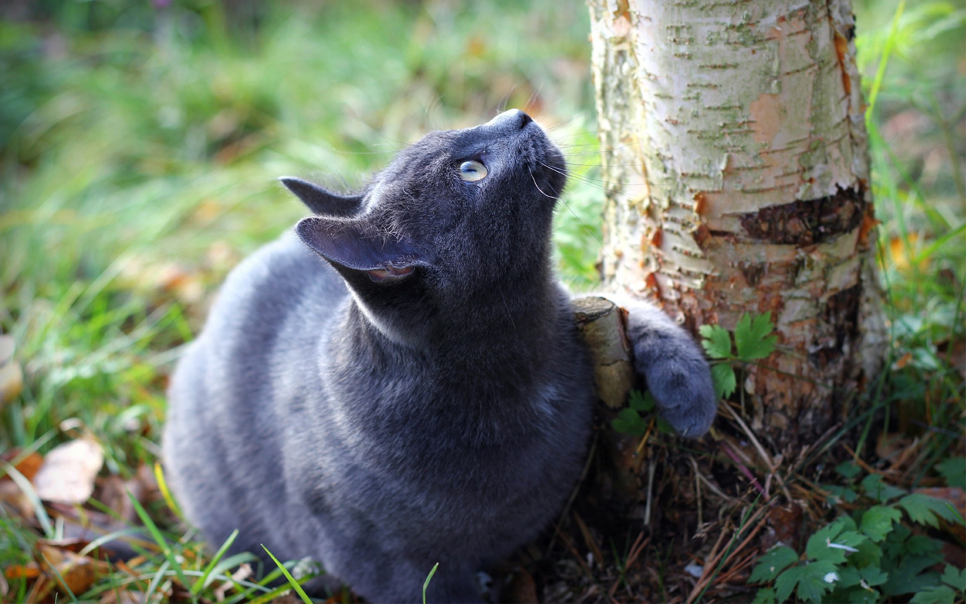 кот под деревом трава загрузить