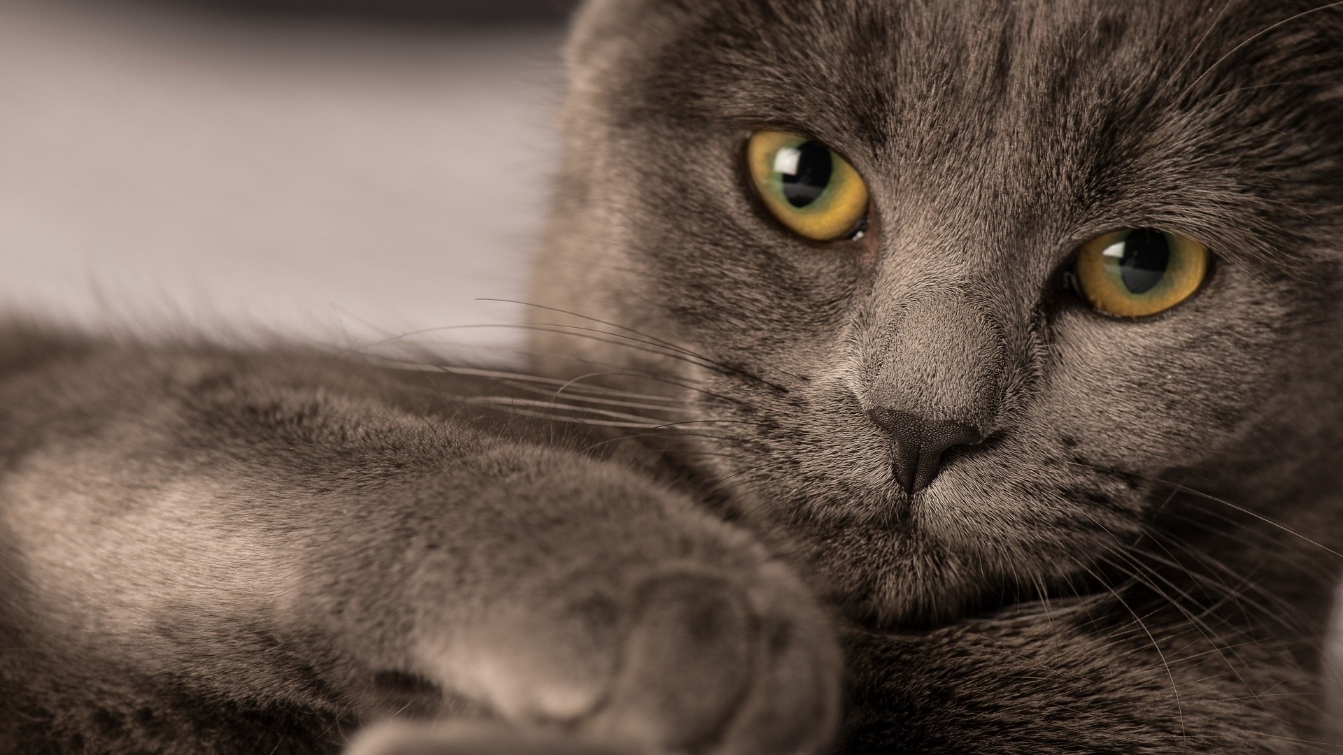 коты, милые, морда