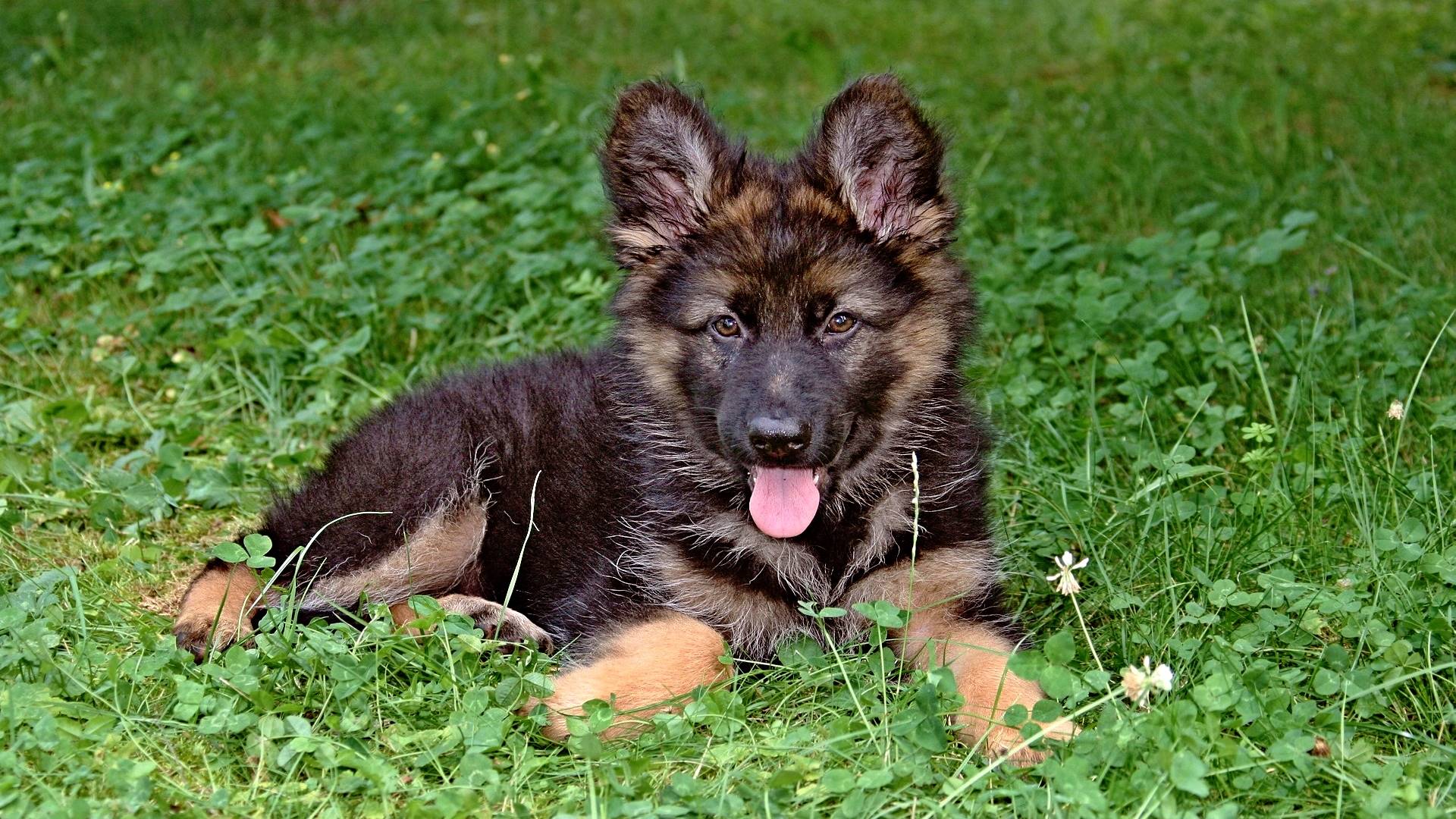 овчарка, фанкарт