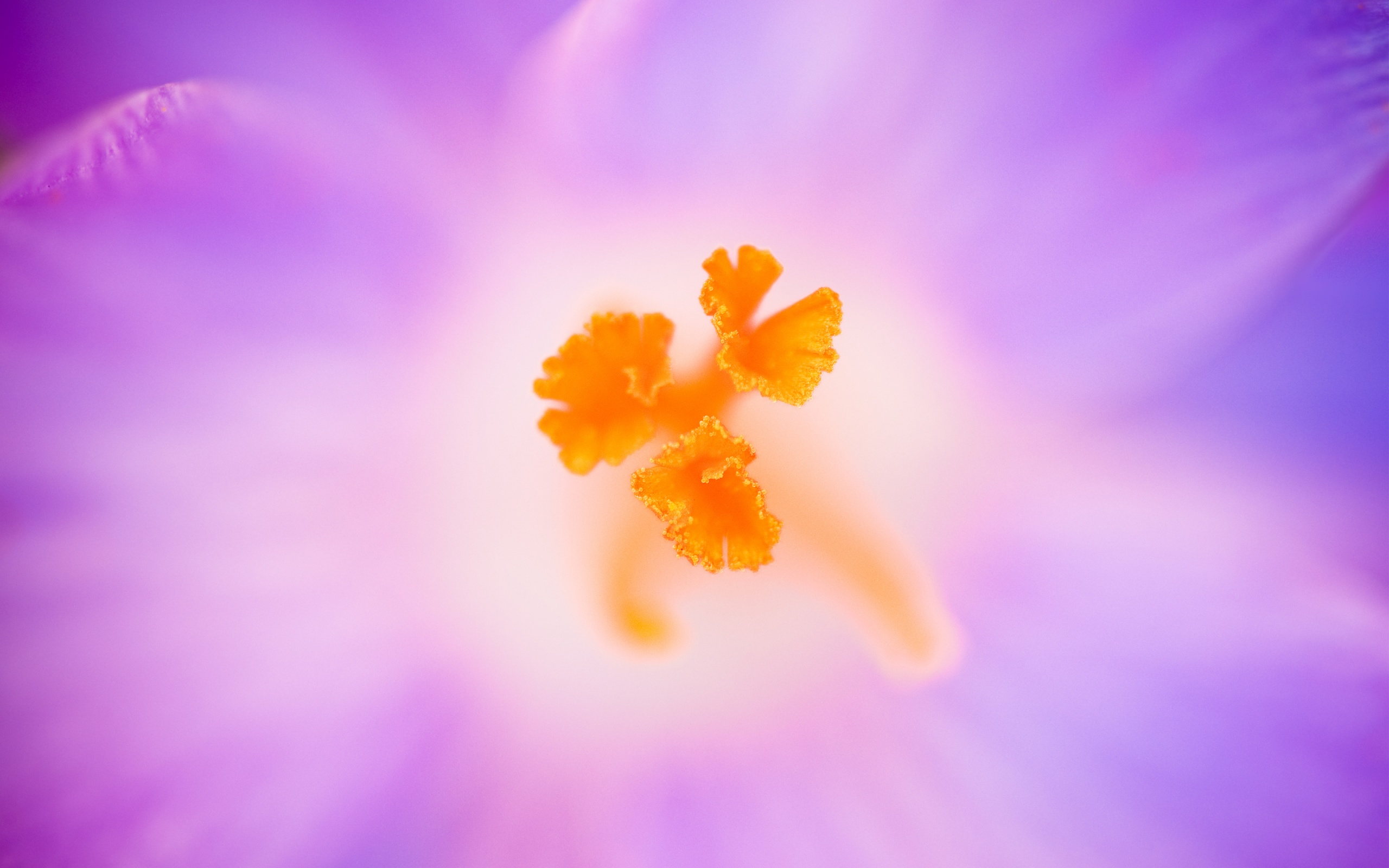 crocus, heuffelianus